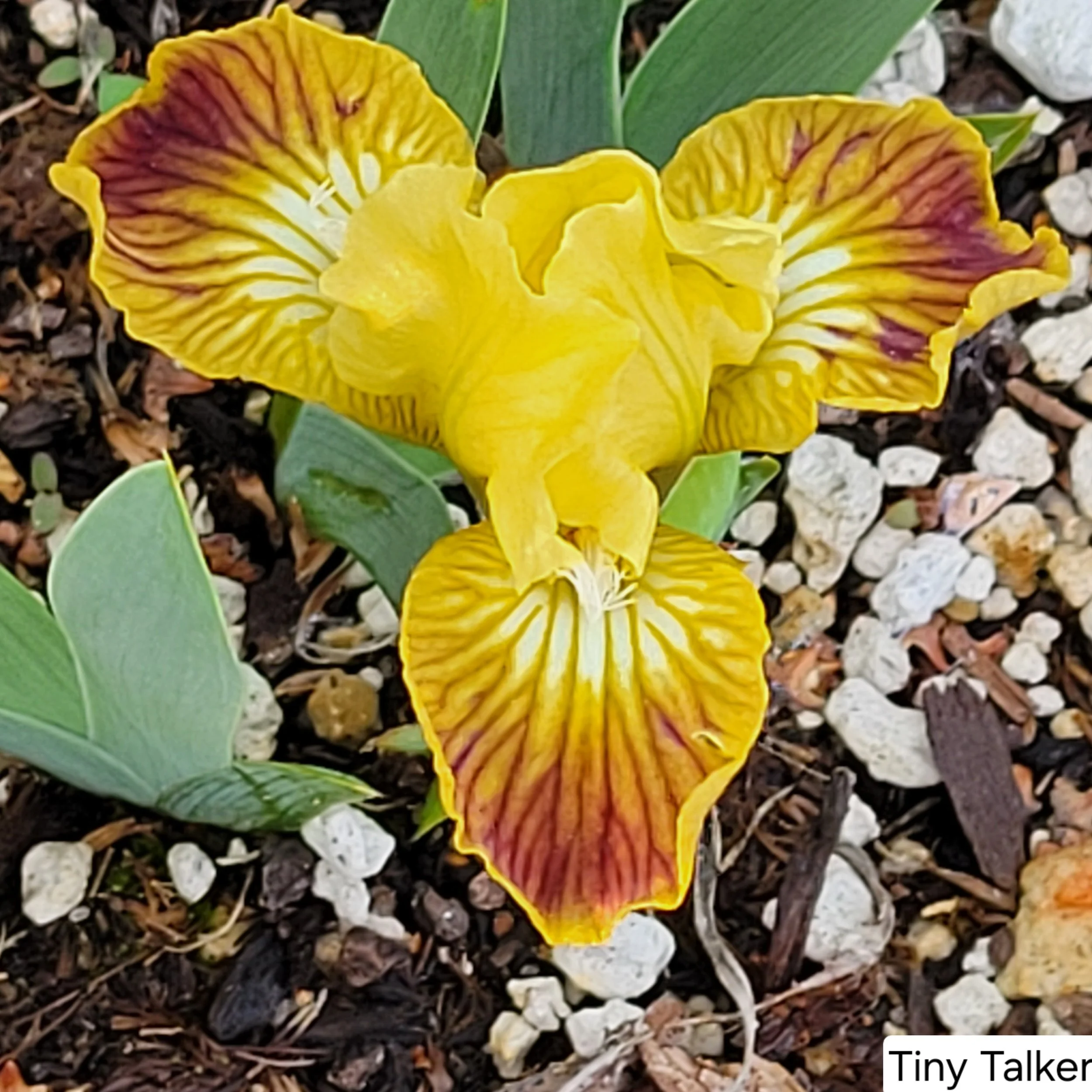 Tiny Talker April 4.jpg