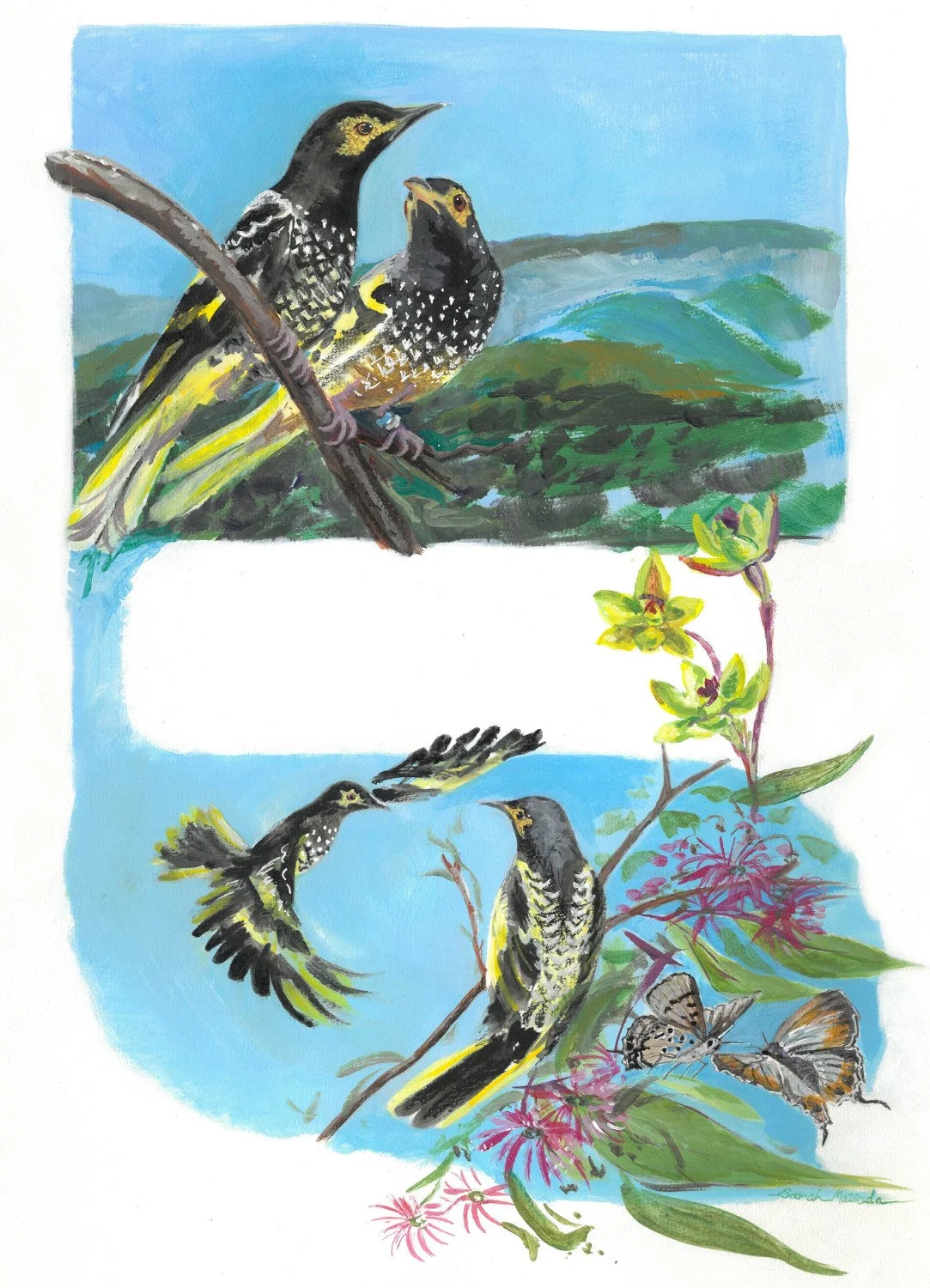 Two scenes of Regent Honeyeater birds. One pair is on a branch with a mountain view. The other pair has blossoms and orchids and butterflies.