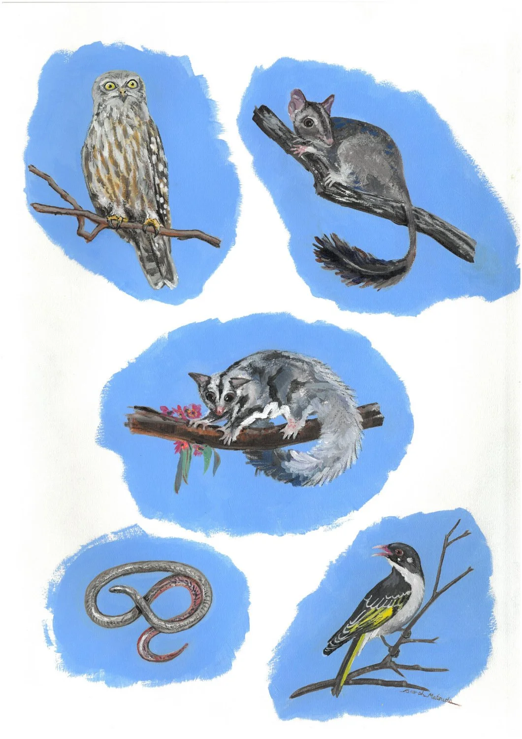 Little cameos of Barking Owl, Phascogale, Squirrel Glider, Pink Tailed Worm Lizard, Painted Honeyeater with a pale blue background.