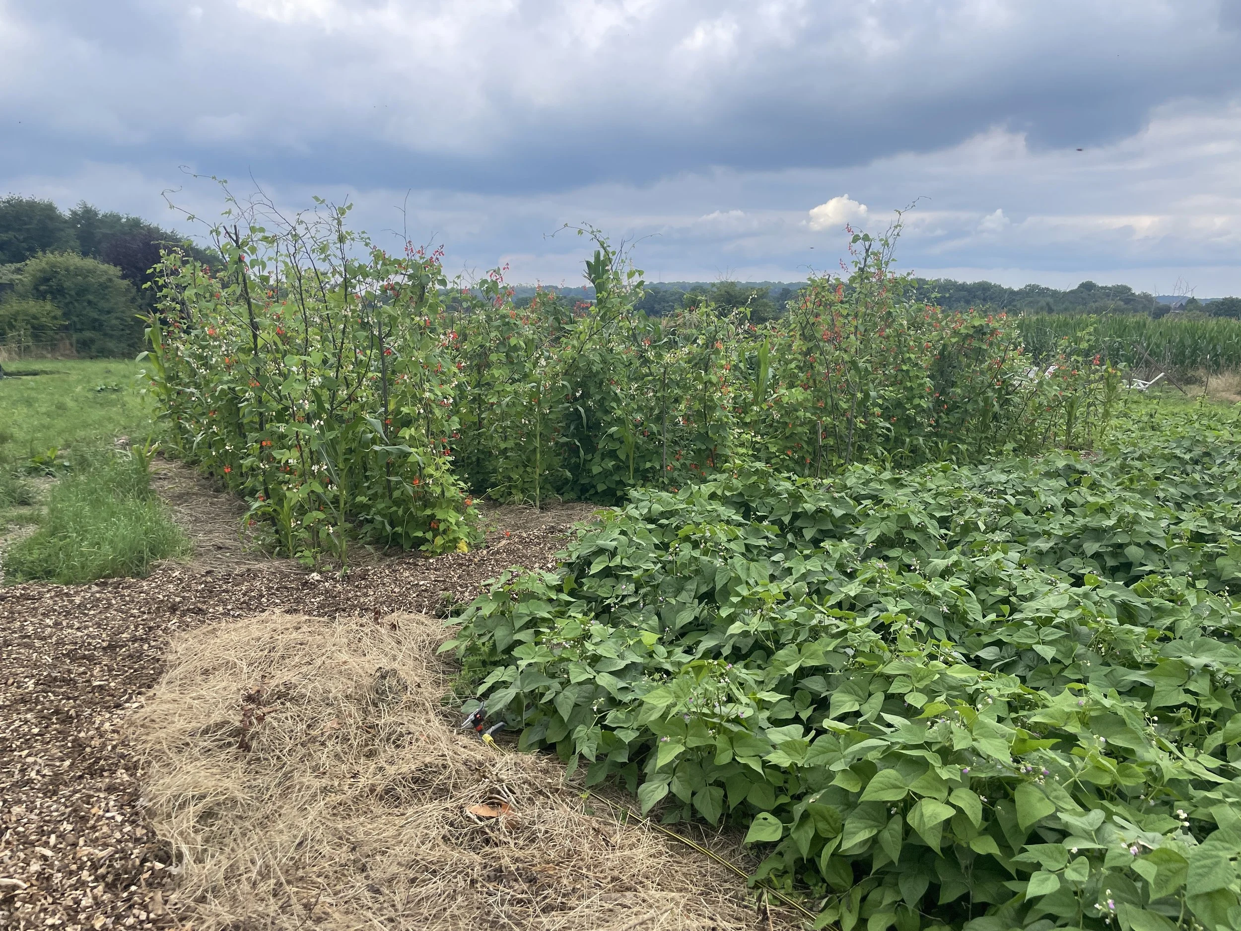 gemeinschaftliches Gärtnern in der Permakultur mit Jannik