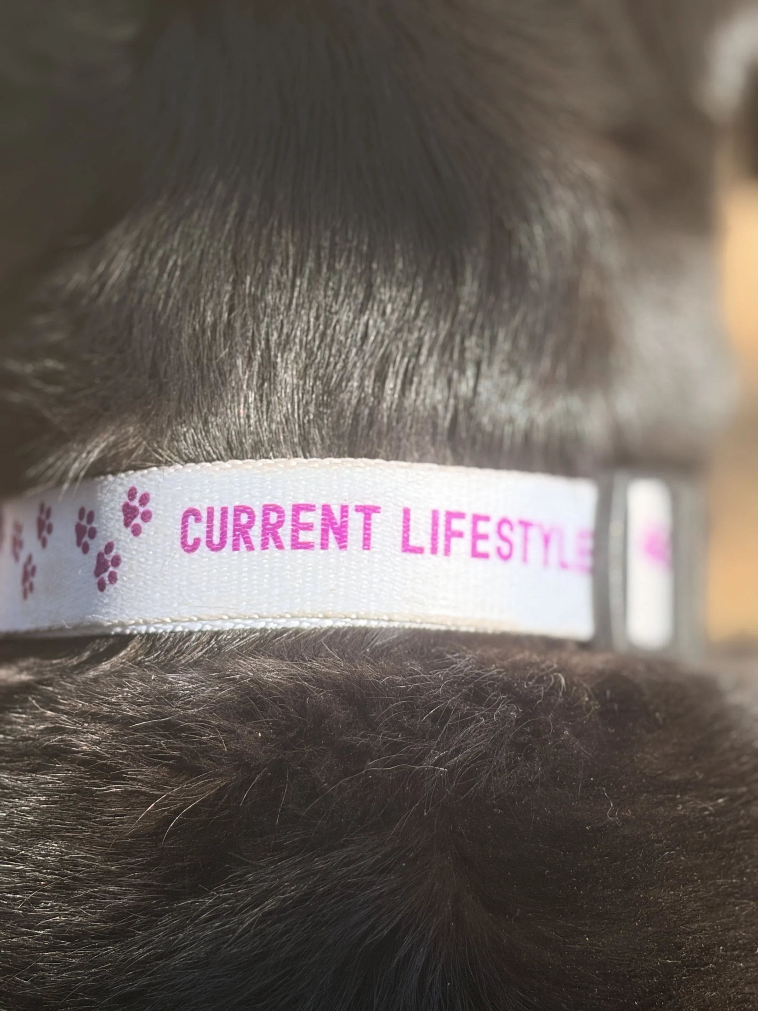 Dog Collars