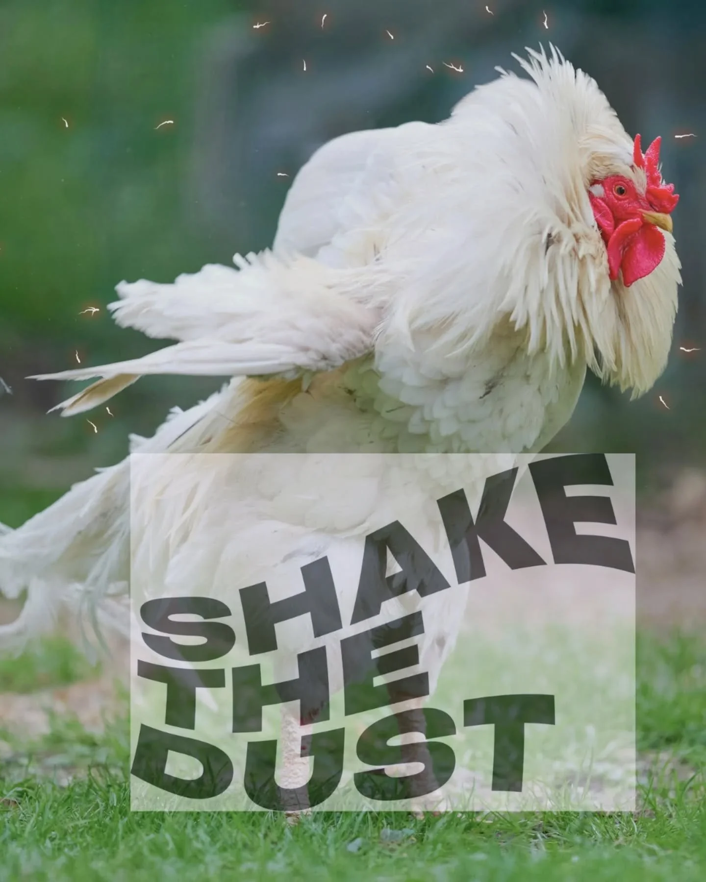 This is an accurate representation of me in 2021 after finding Shake the Dust - shaking myself off, back in my body &amp; ready to head back into the world.

~

I found Shake the Dust in lockdown (forever grateful @satuyoga 🫶 ). Late 30s. Deep in my