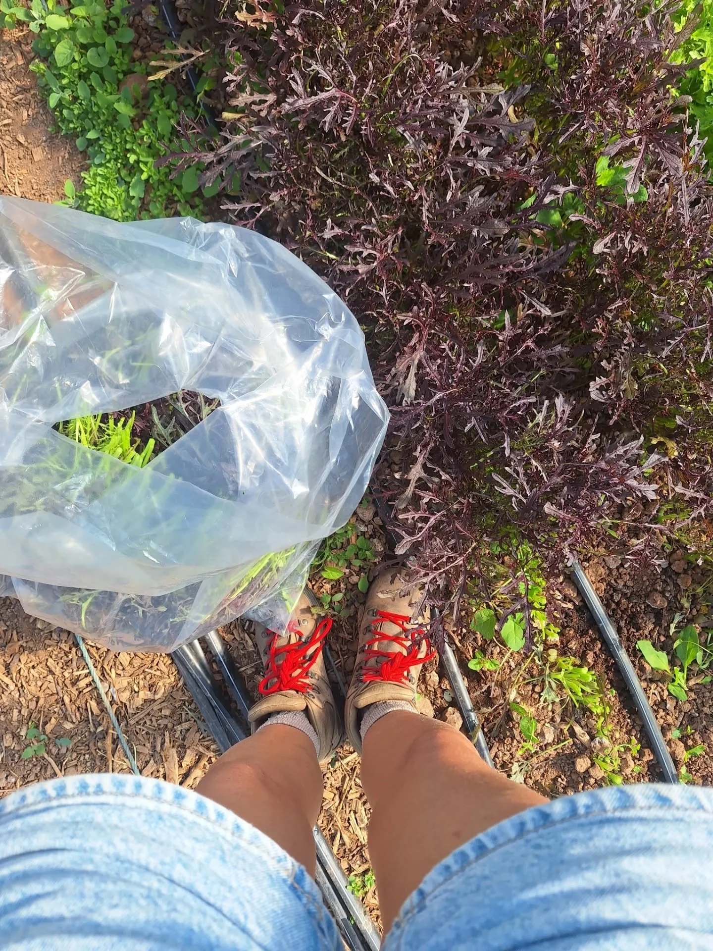 It. Is. So. Good. To. Be. Back. 💚

Words can&rsquo;t quite do it justice.

I might only be back working on the land two days a week, but being part of a badass crew of growers who believe in the power of food, community &amp; people is what my soul 
