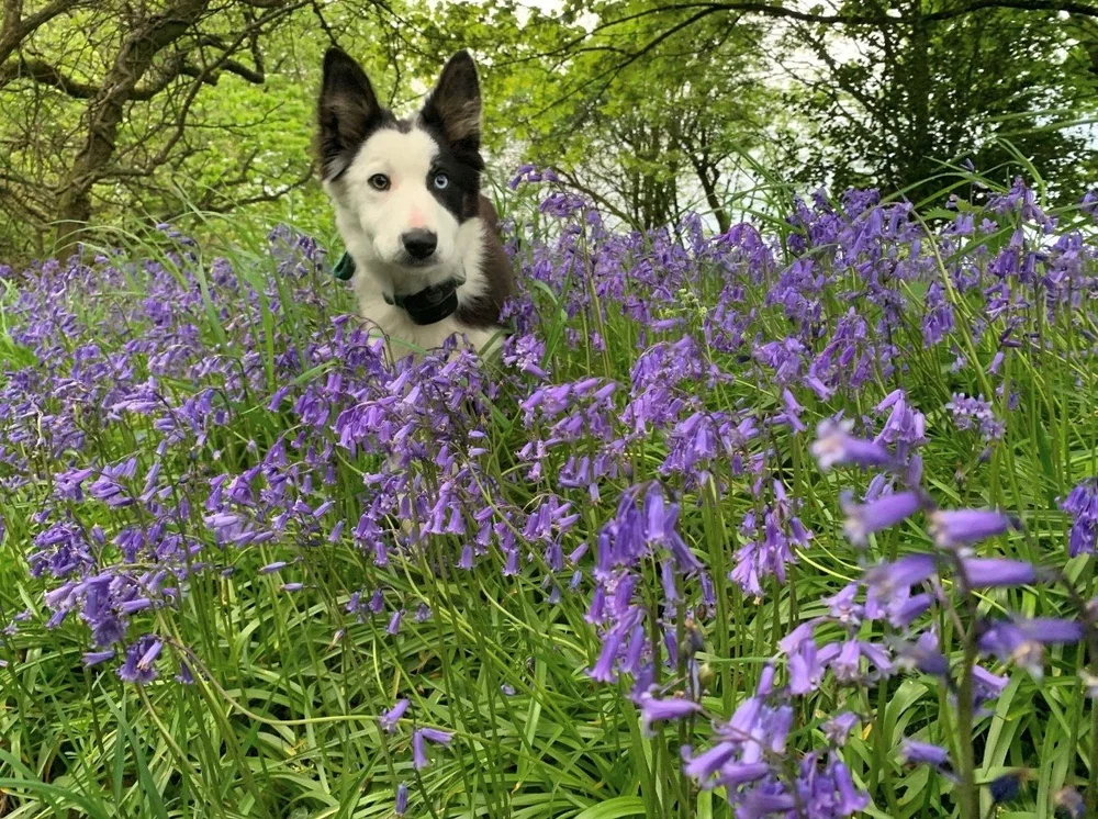 Dog Friendly Motorhome Hire Scotland — Freedom Motorhomes — Freedom