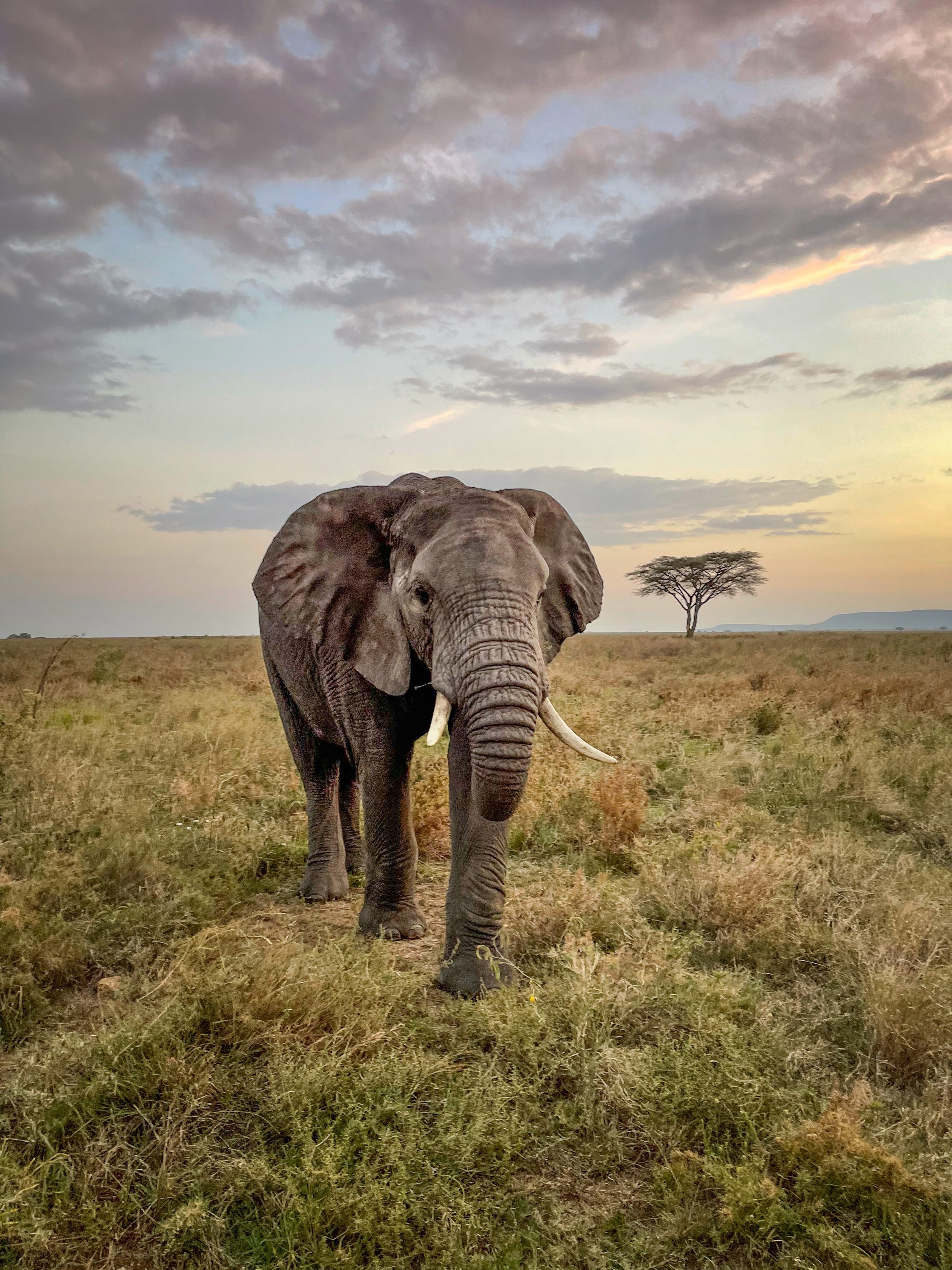 Serengeti.jpg