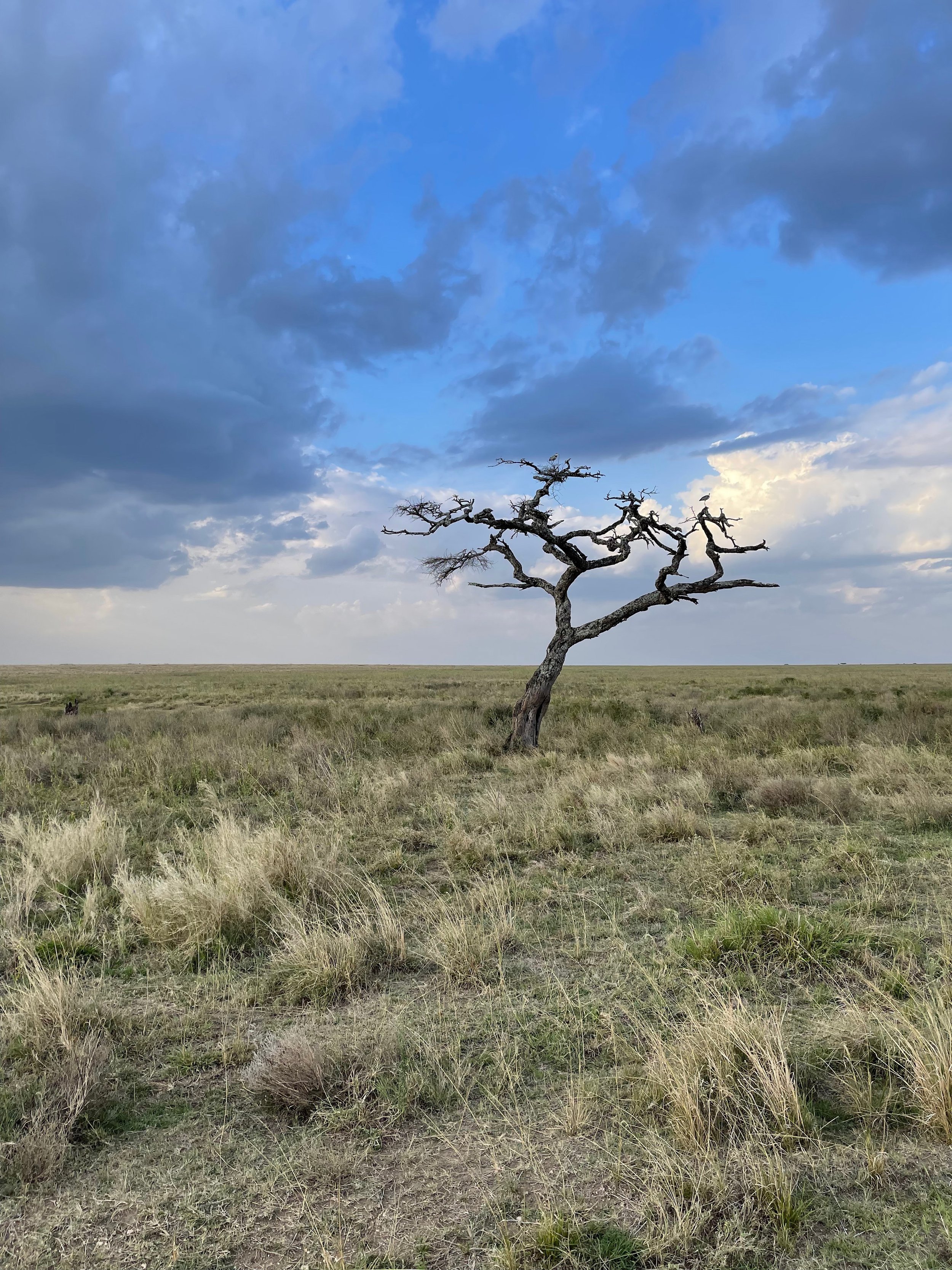 Serengeti-2.jpg