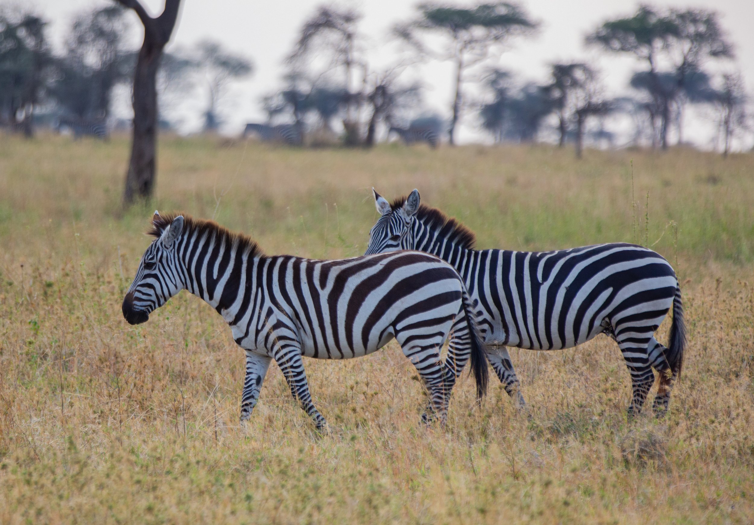 Serengeti-10.jpg