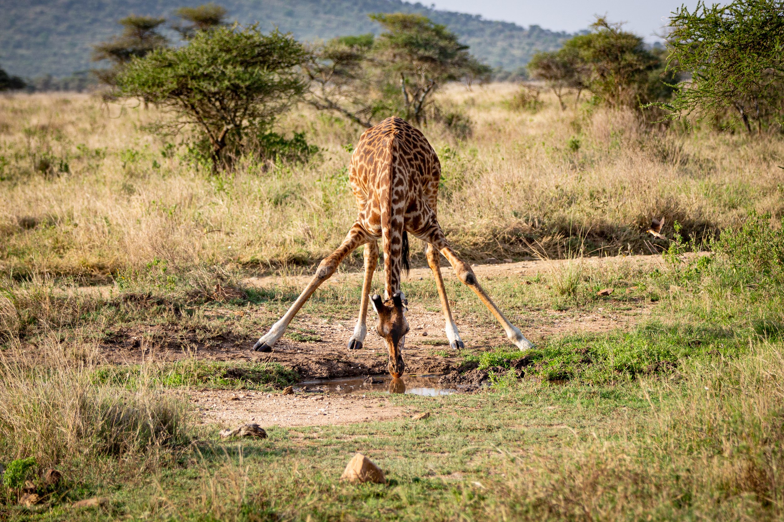 Serengeti-4.jpg