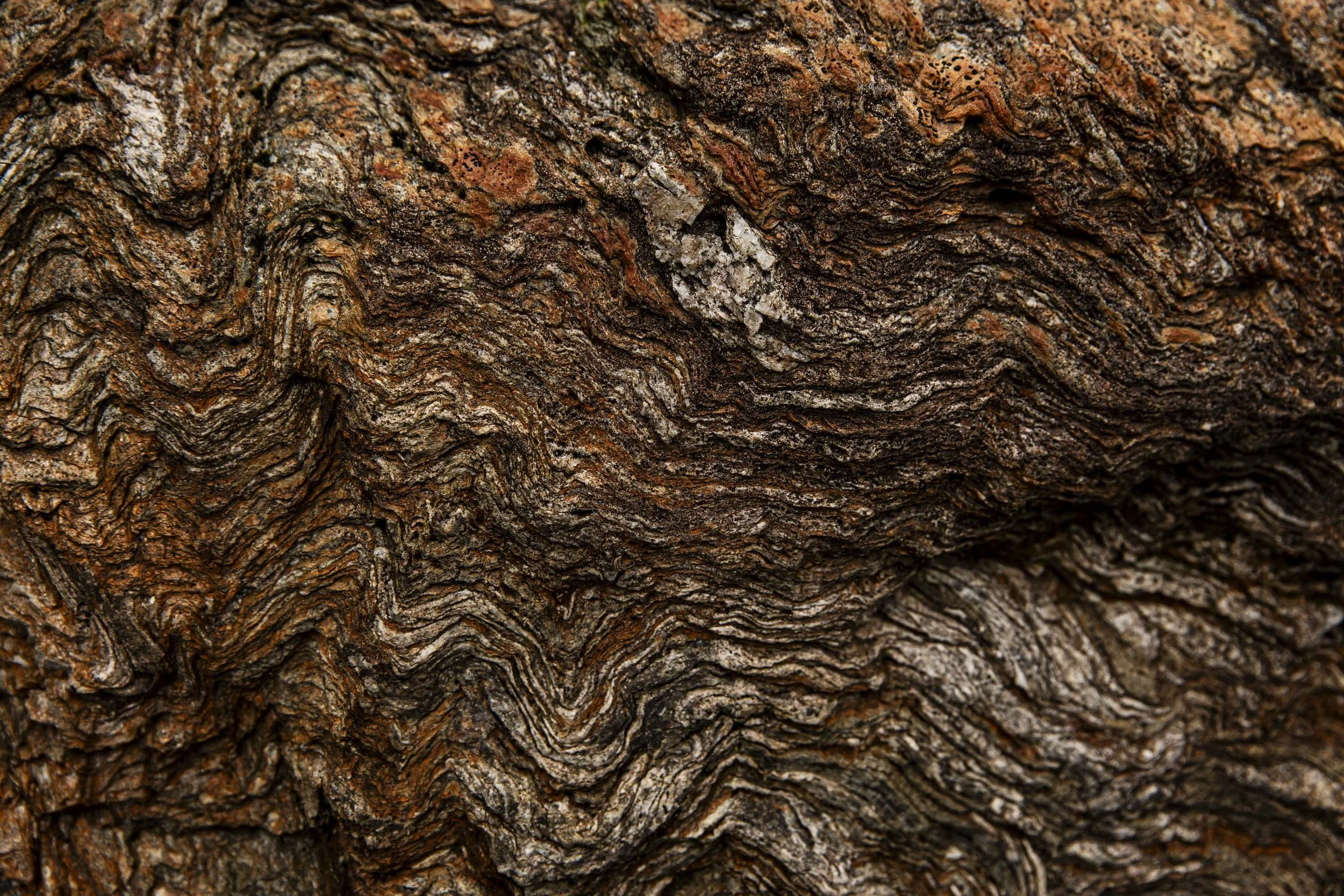 the restless_arielwojciechowski.com_2025-65777.JPG