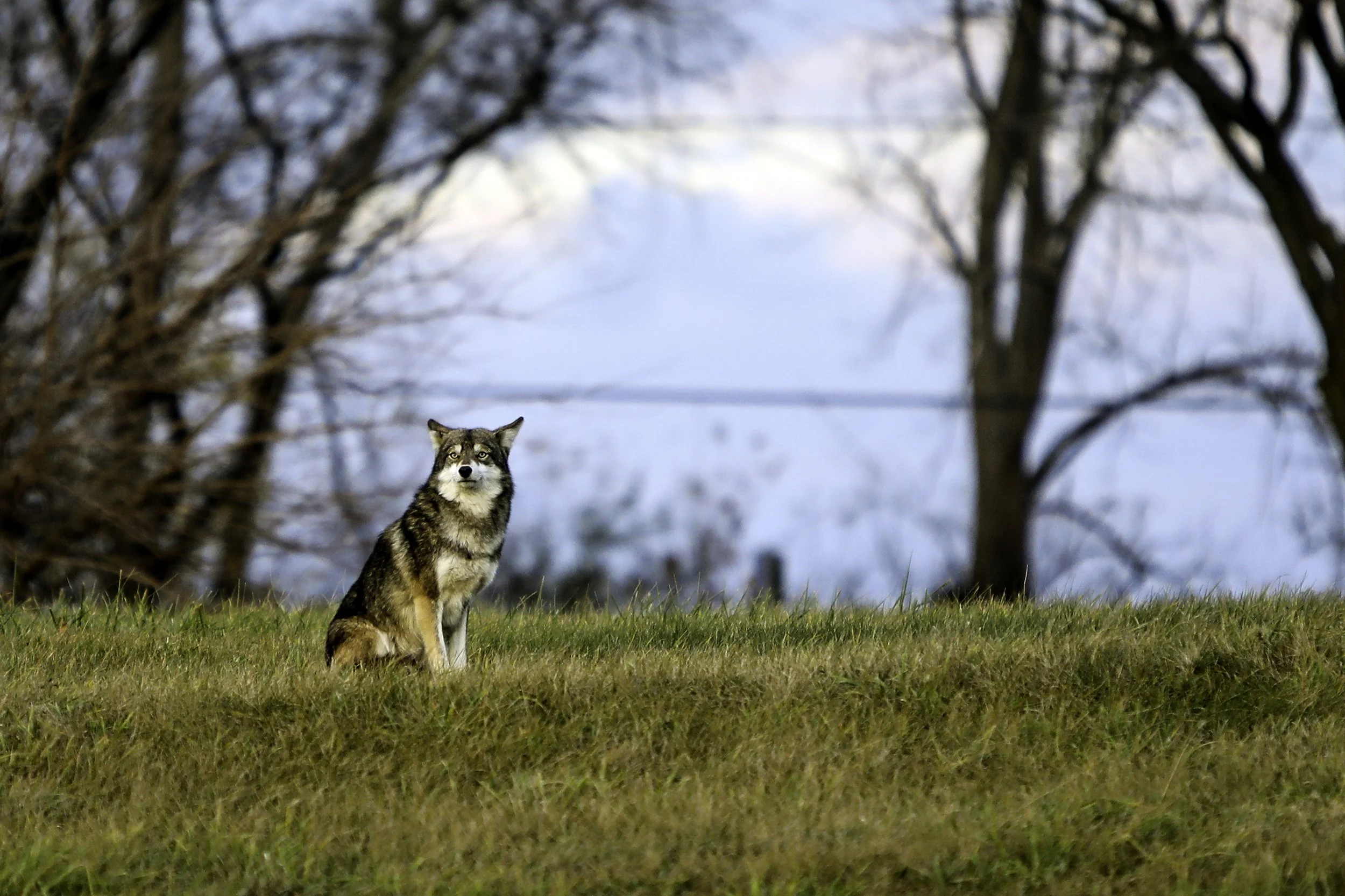 Our eastern hybrid wolf coyote