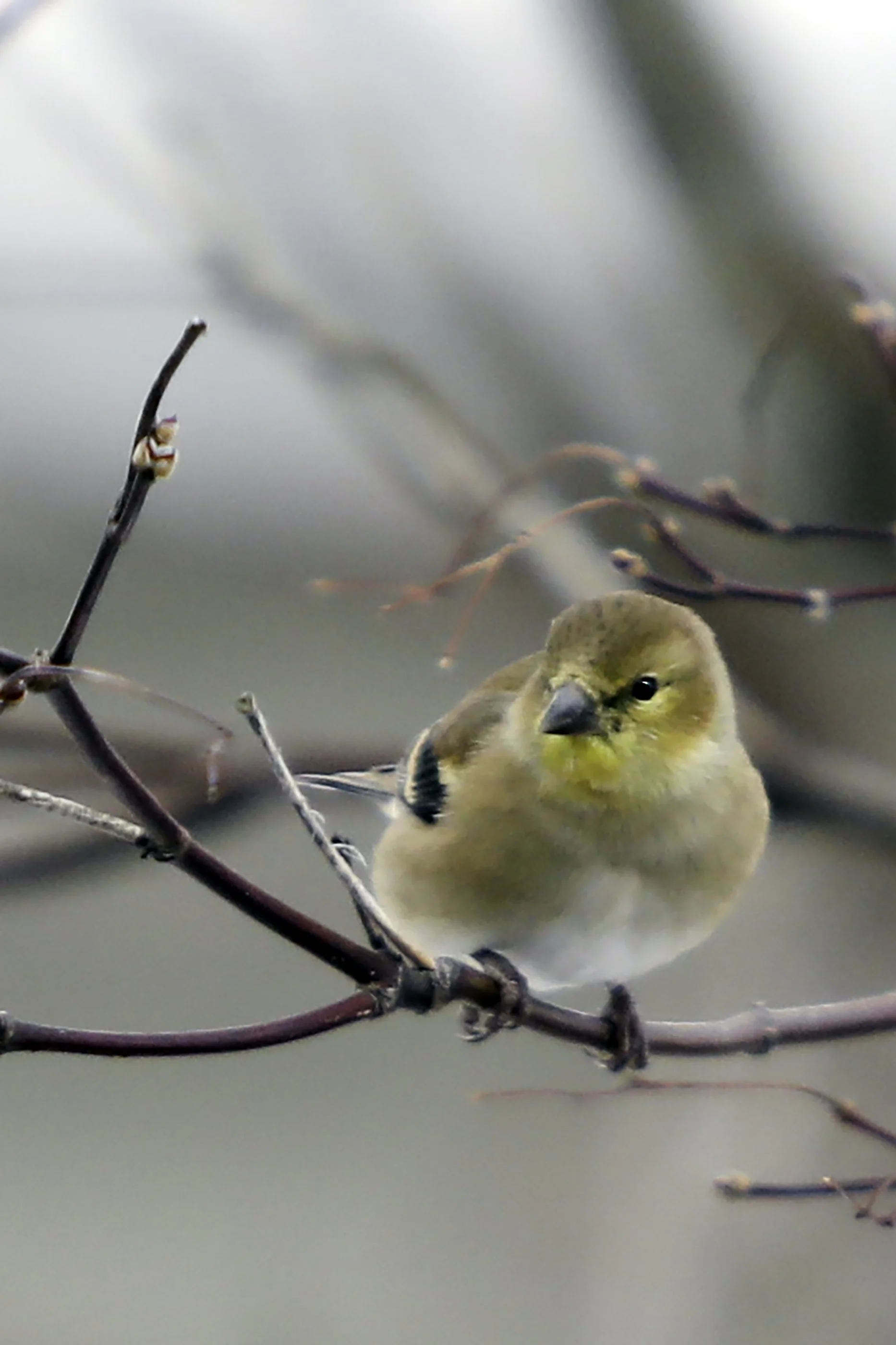 2026    Our wee flock continues...