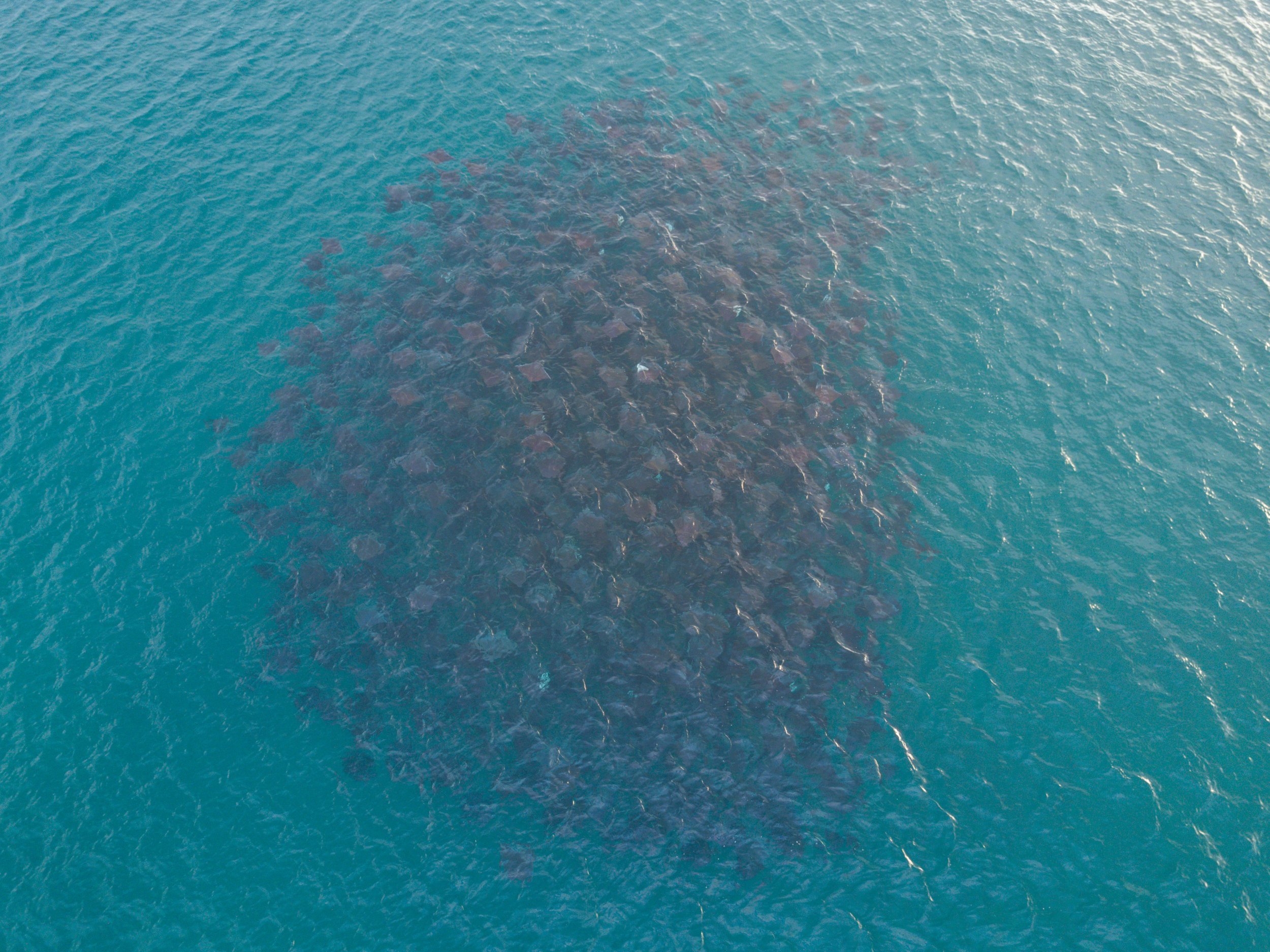 DJI_0818.jpg