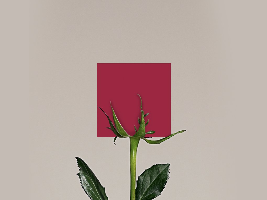 POSTS_ROSA.jpg