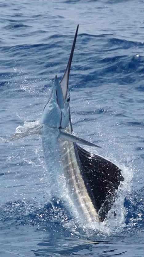 This was the size of the swordfish I reeled in. I have witnesses! Just say'in!