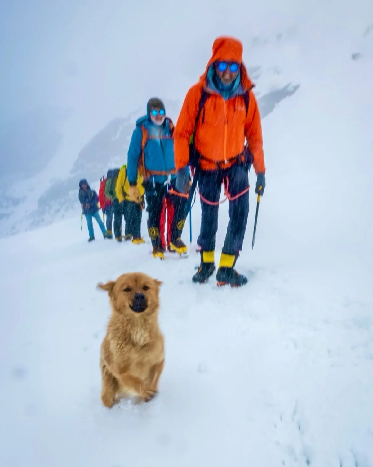 Sometimes the best leader on the mountain,
is the one who doesn&rsquo;t even know he&rsquo;s leading.

In the middle of a storm, this little dog walked in front of us, no ego, no fear, no title.
just courage, instinct, and heart.

Leadership isn&rsqu