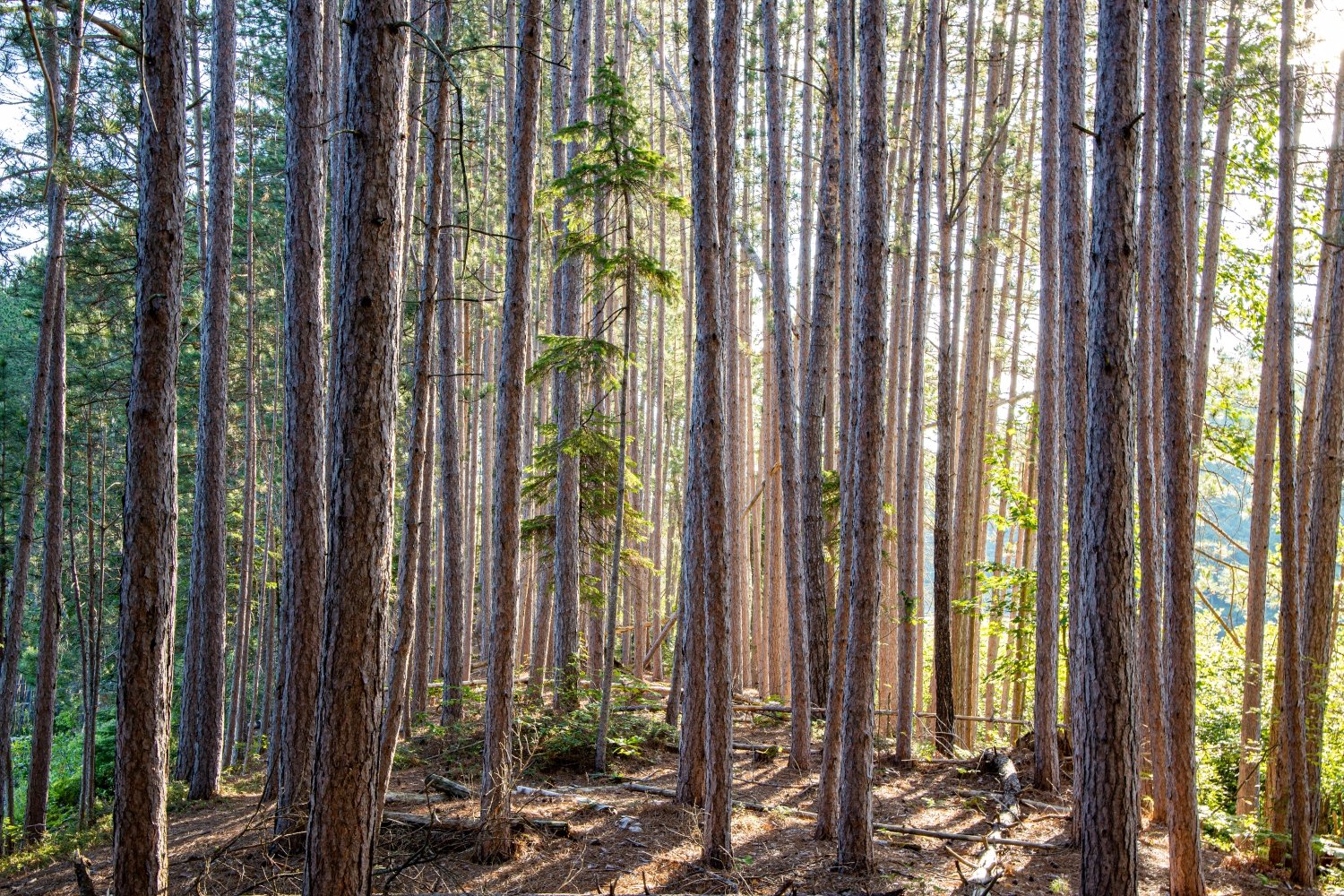 A landscape photograph of a forest just after dawn, mid-summer. Sunlight beams around tall, slender tree trunks that stretch from the open forest floor, past the top of the photo, and up to the sky.