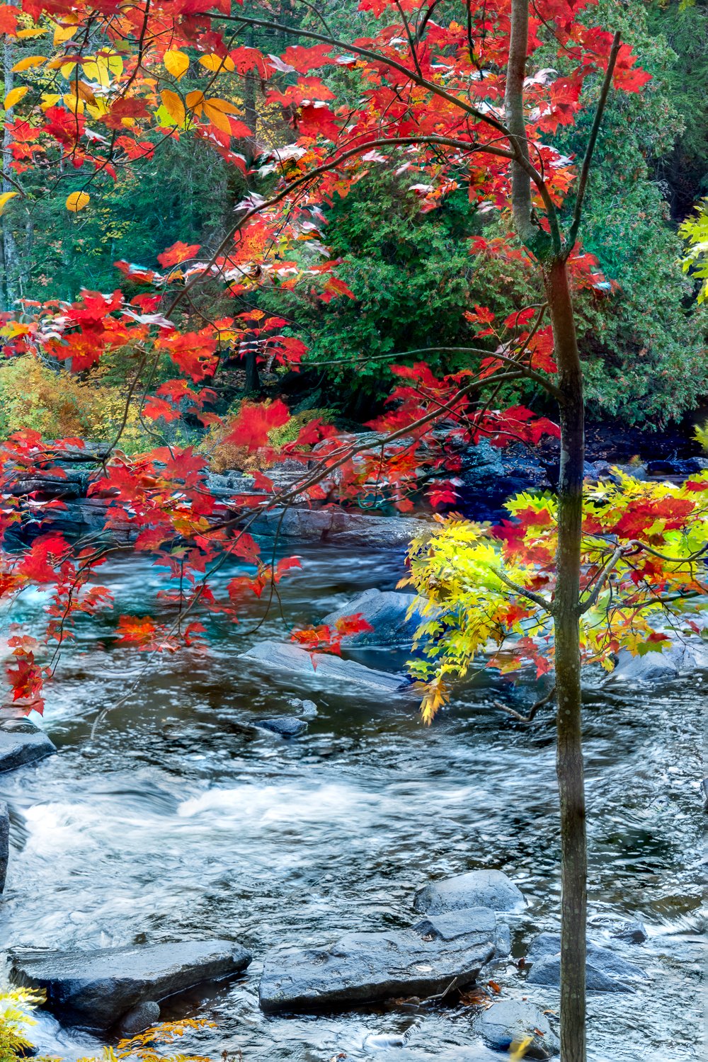 Lone-Maple.jpg
