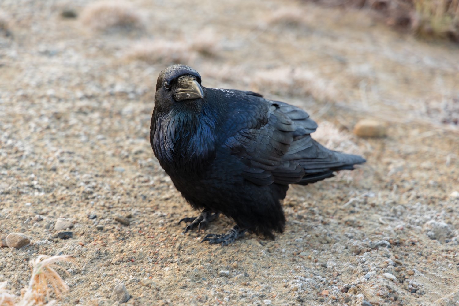 Black-and-Blue.jpg