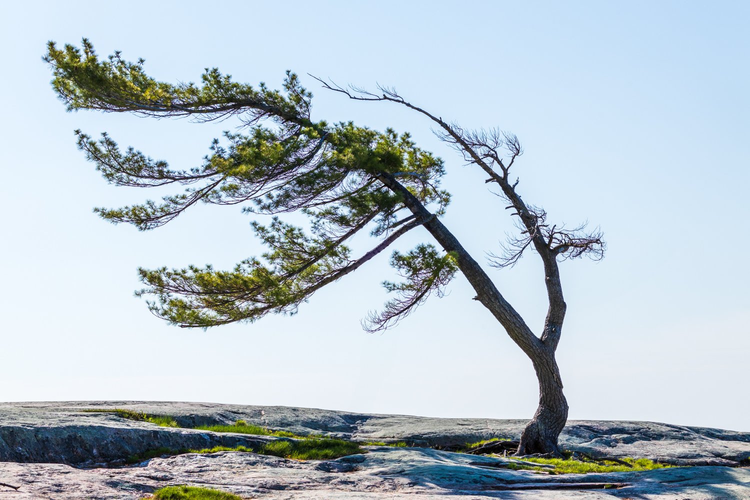 The_Tree-At-Killbear.jpg