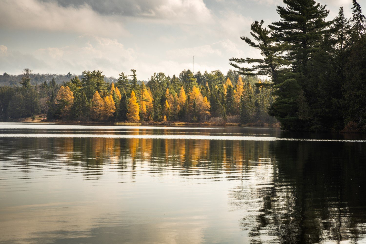 "Tameracks on Fire" Algonquin Park, Ontario, Canada