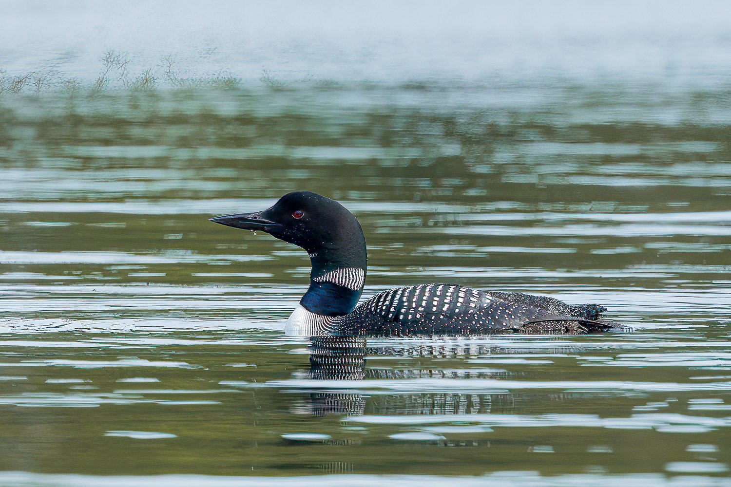 A swimming loon.