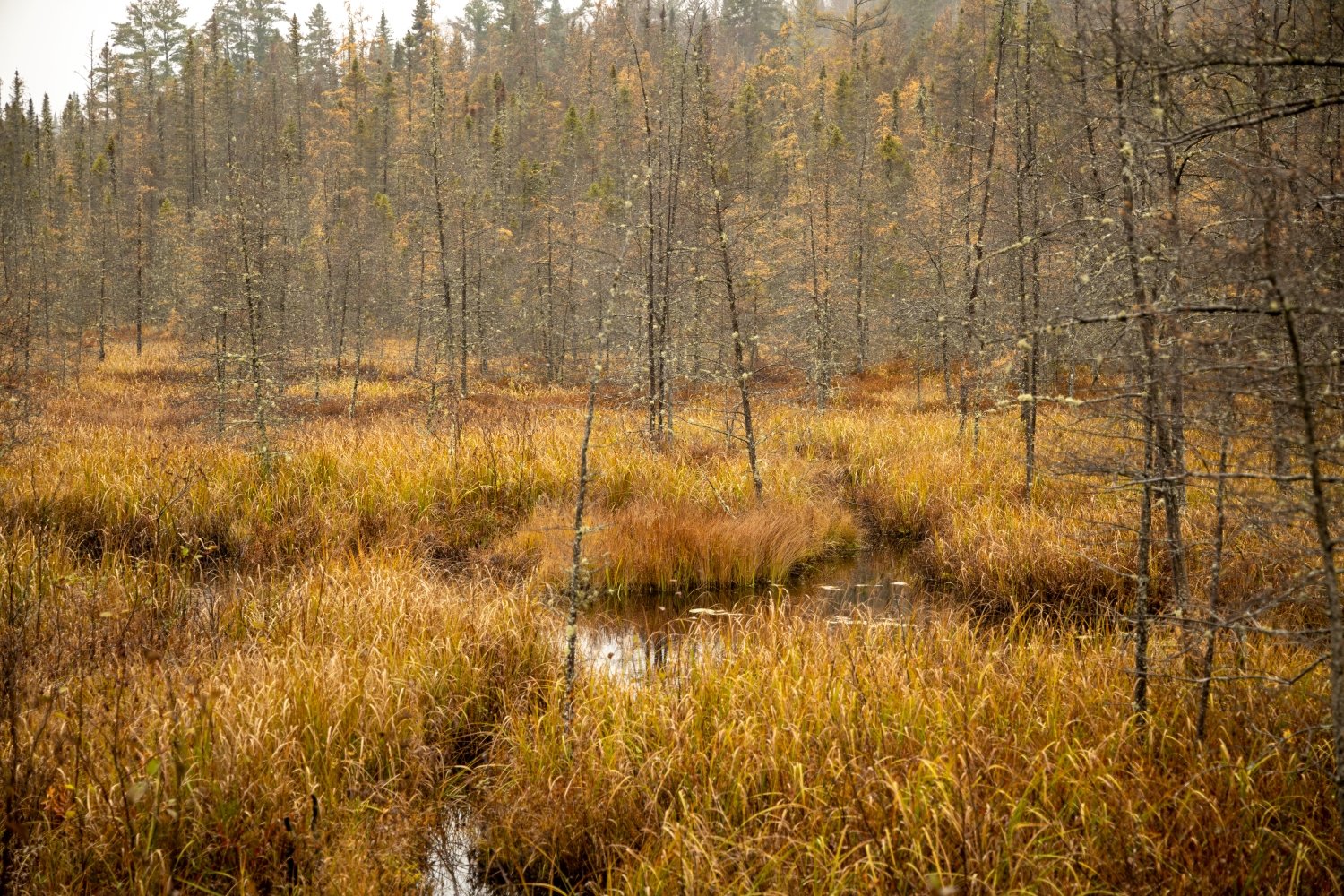 "Silver Sticks" Algonquin Park, Ontario, Canada