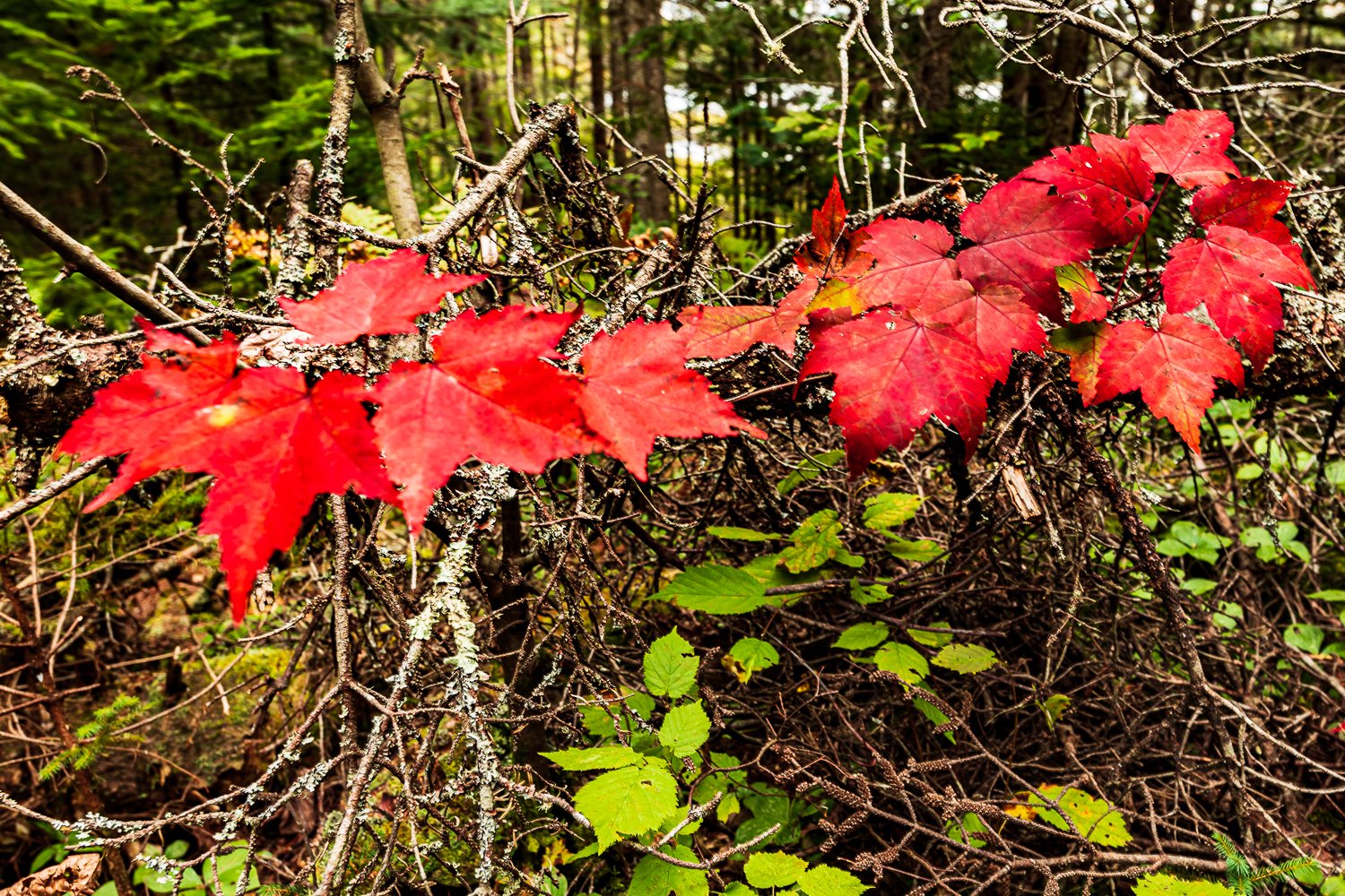 "Pop of Colour" Algonquin Park, Ontario, Canada