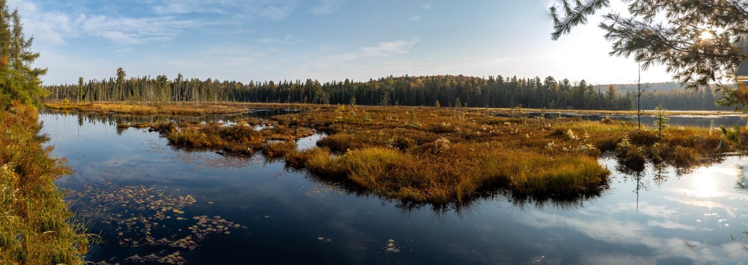 "Still Grass" Algonquin Park, Ontario, Canada