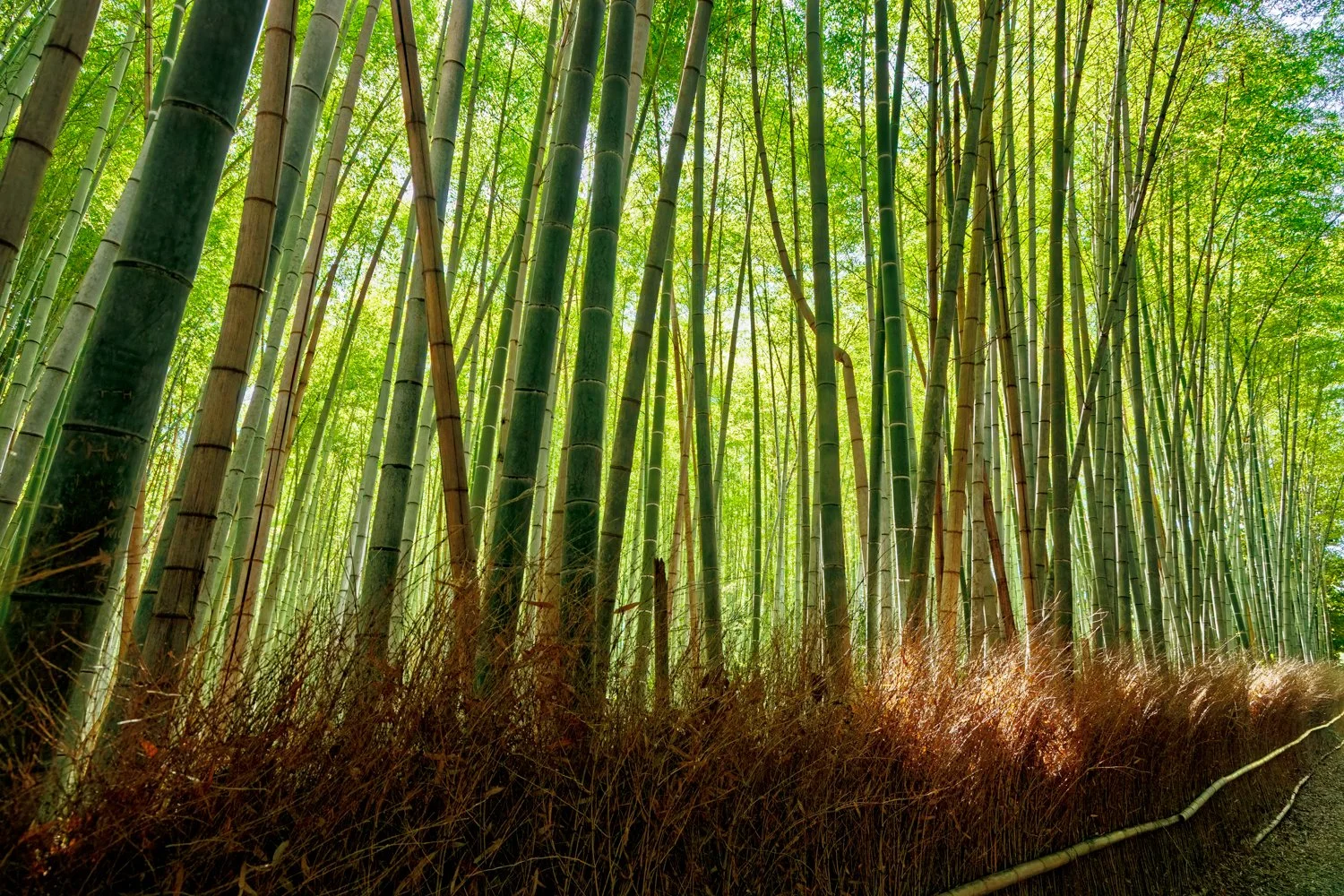 Bamboo-Forest-Kyoto.JPG