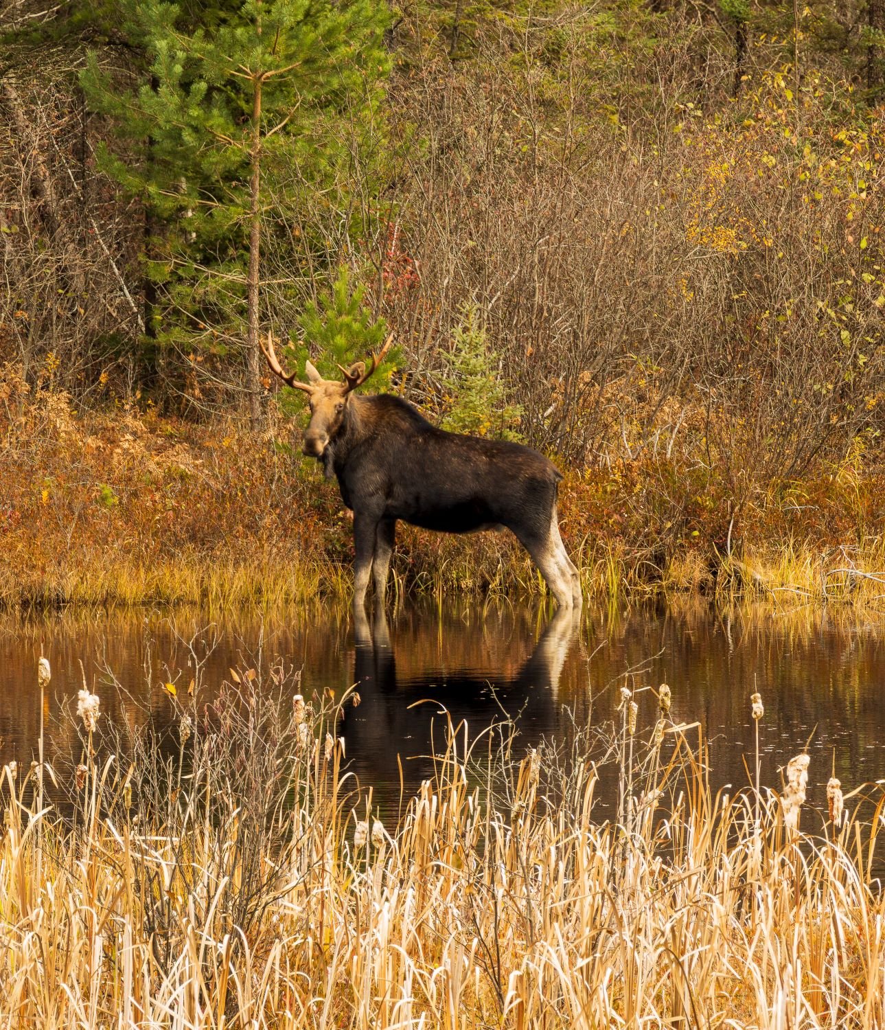 "The Boss" Algonquin Park, Ontario, Canada