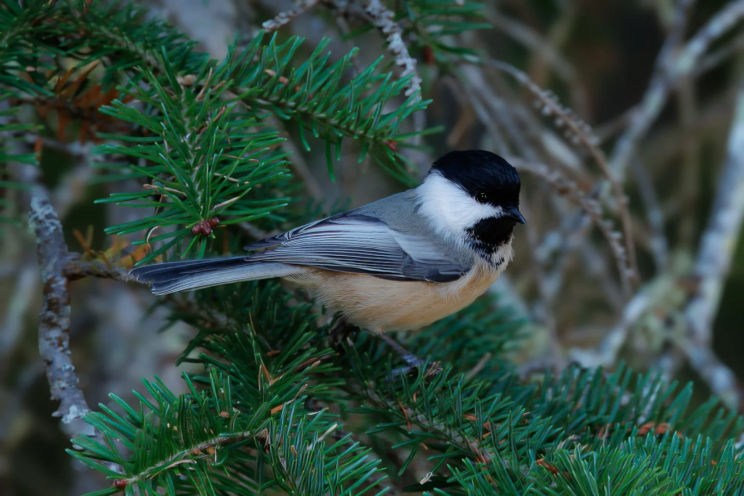 Black-capped-Chickadee.JPG