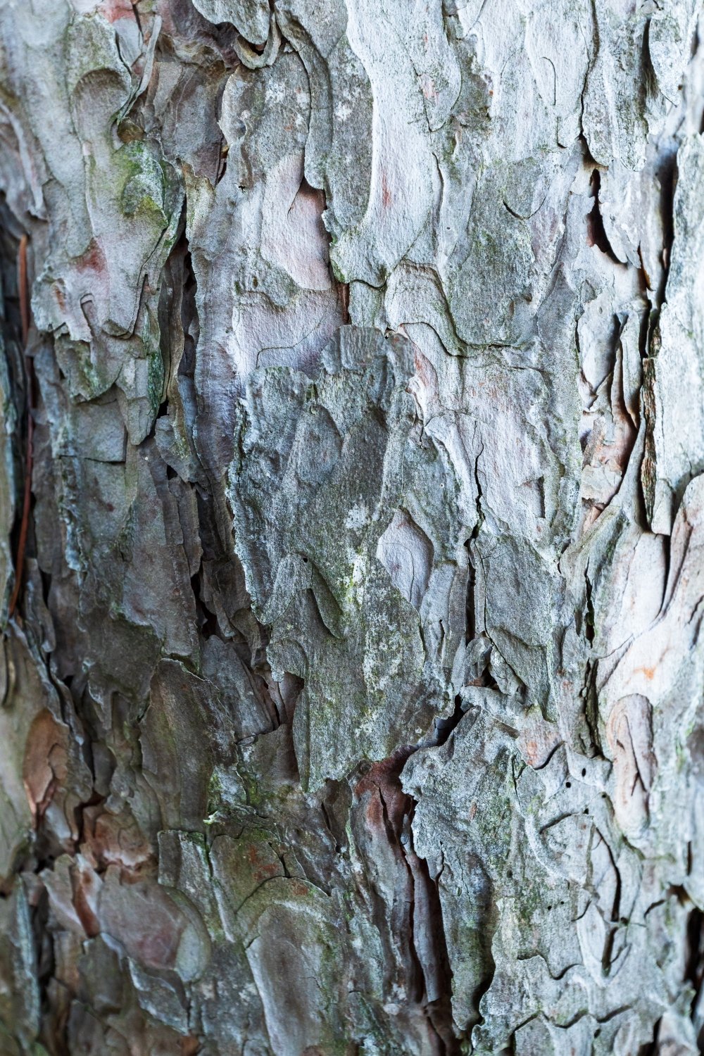 "Silver Bark" Algonquin Park, Ontario, Canada.
Out on a morning hike, the colour of this tree and the texture of the bark was eye catching.