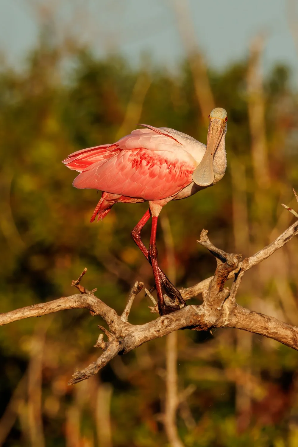 Roseate Spoonbill.JPG