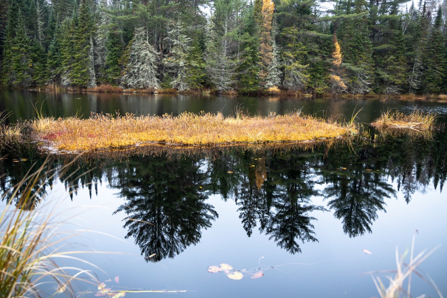 "Golden Island" Algonquin Park, Ontario, Canada