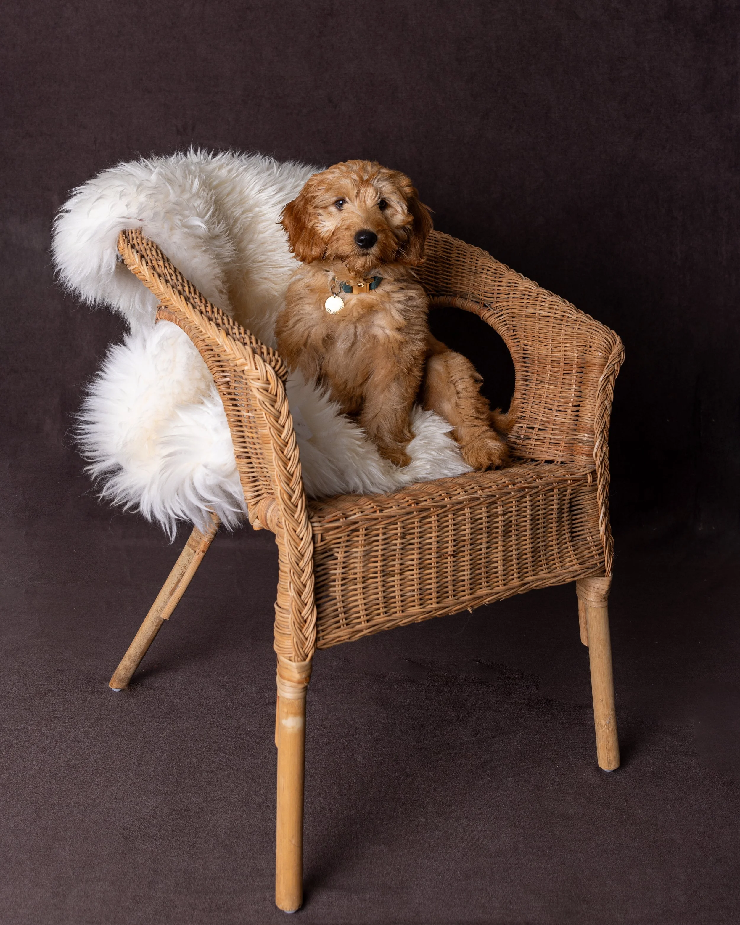 dog sat on a wicker chair