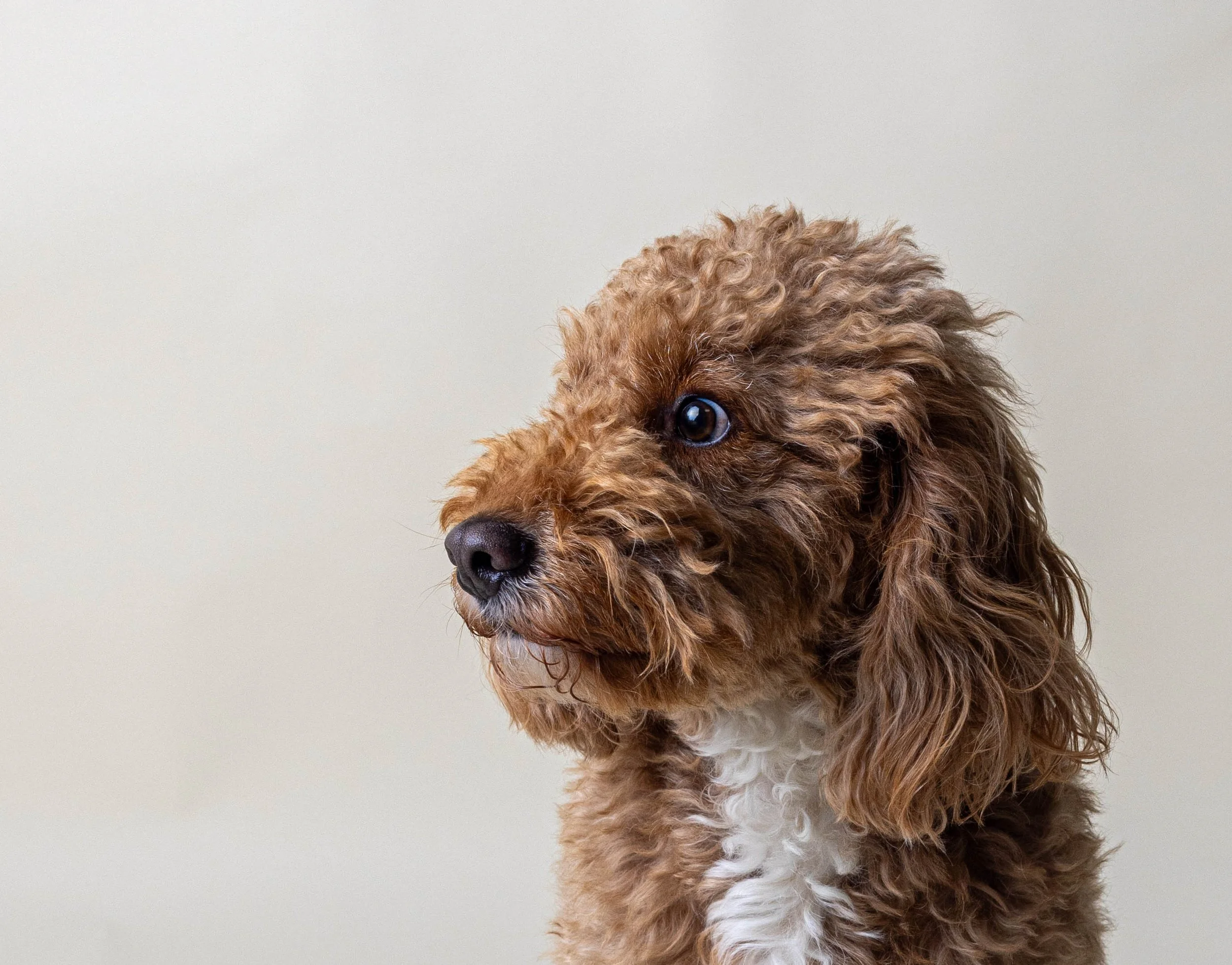 dog on photoshoot