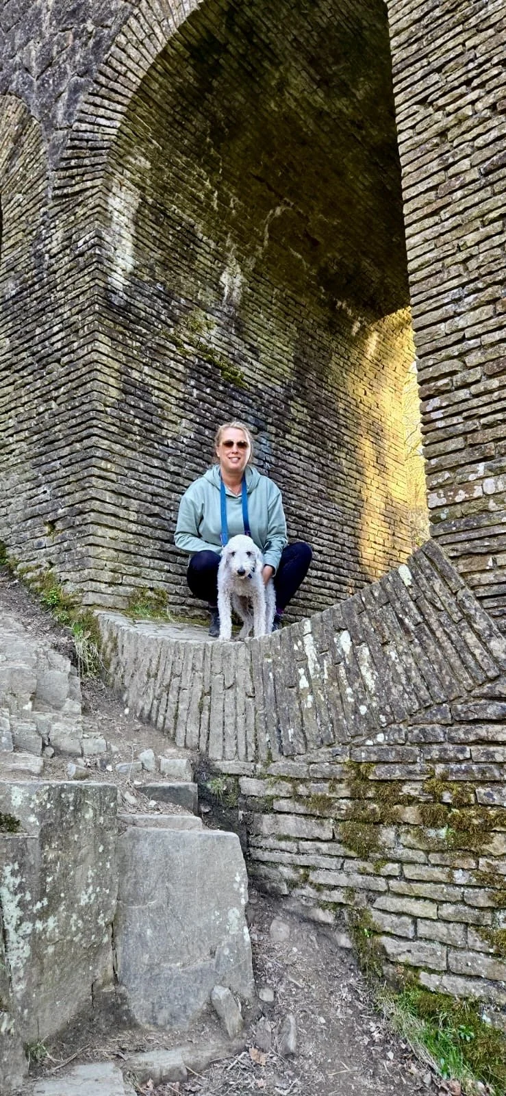 BEDLINGTON TERRIER DOG ON WALK