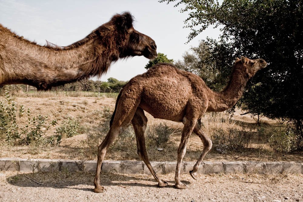 camels copylighter.jpg