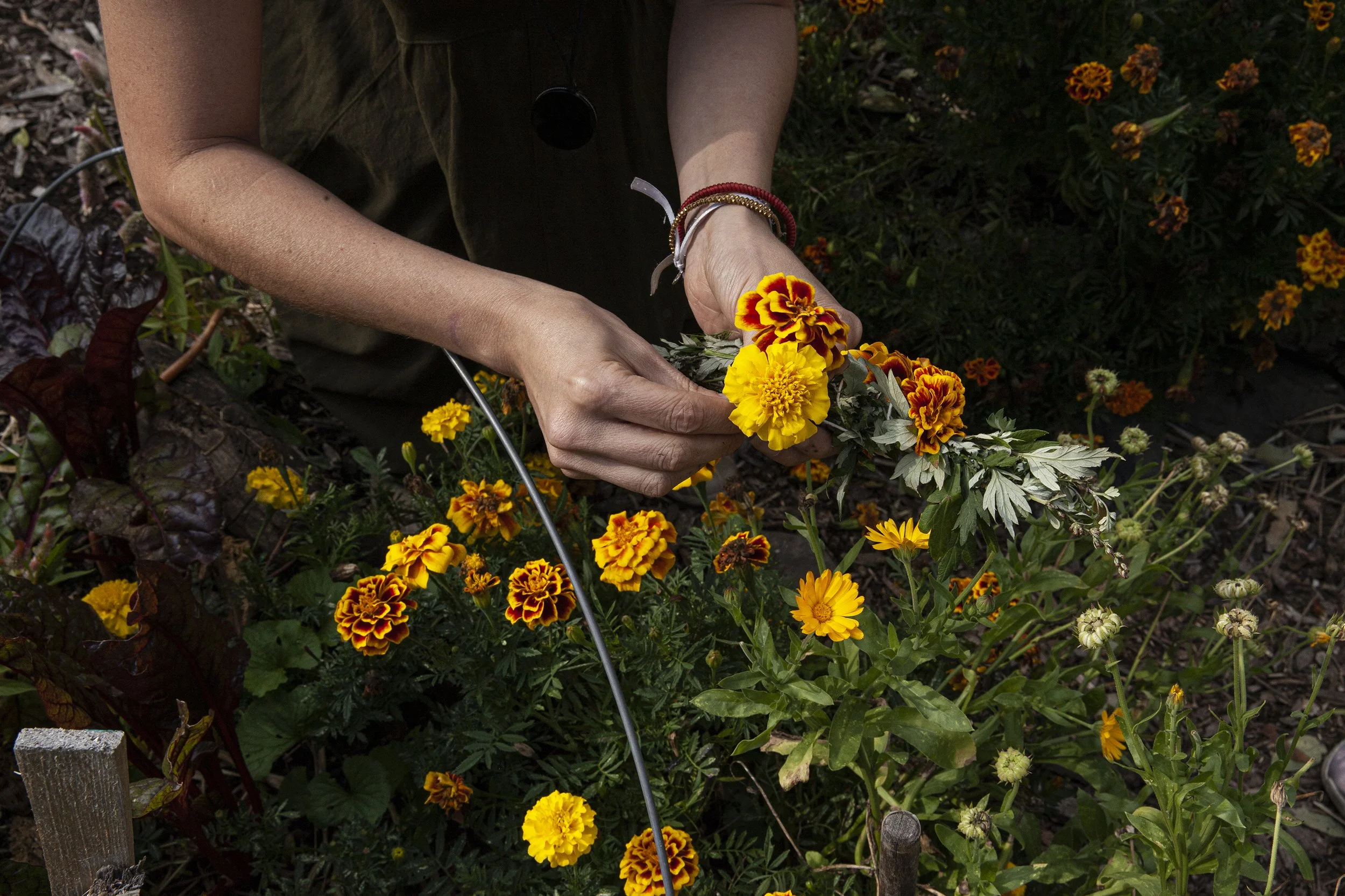3_Pickingmarigolds_JeannyTsai.jpg