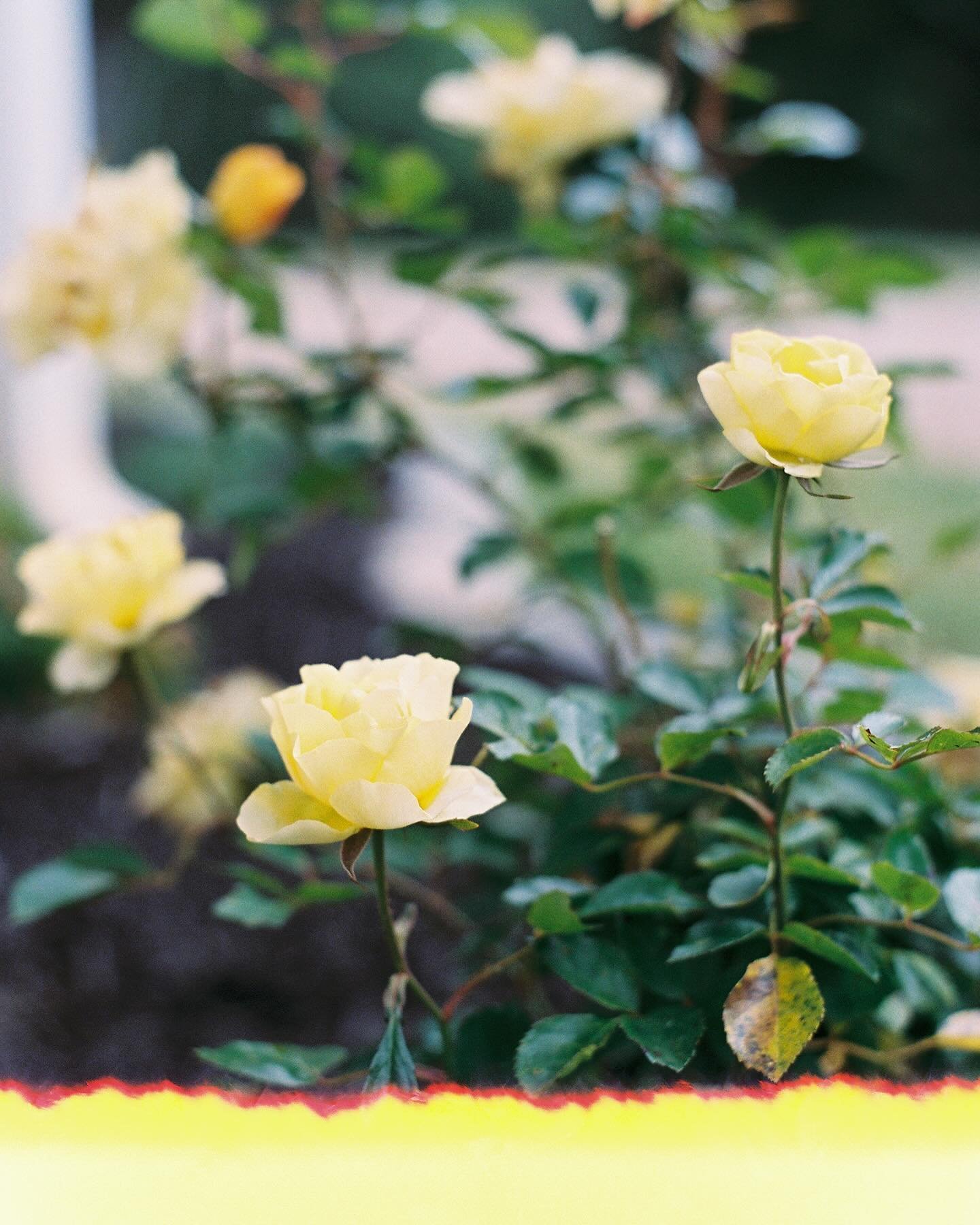 35mm film: A bit of what I&rsquo;ve been up to lately&hellip;

1. Our new and young yellow roses looking good and healthy. (What is the yellow strip on the bottom? I opened the back of the camera way too soon before I had the roll completely rolled u