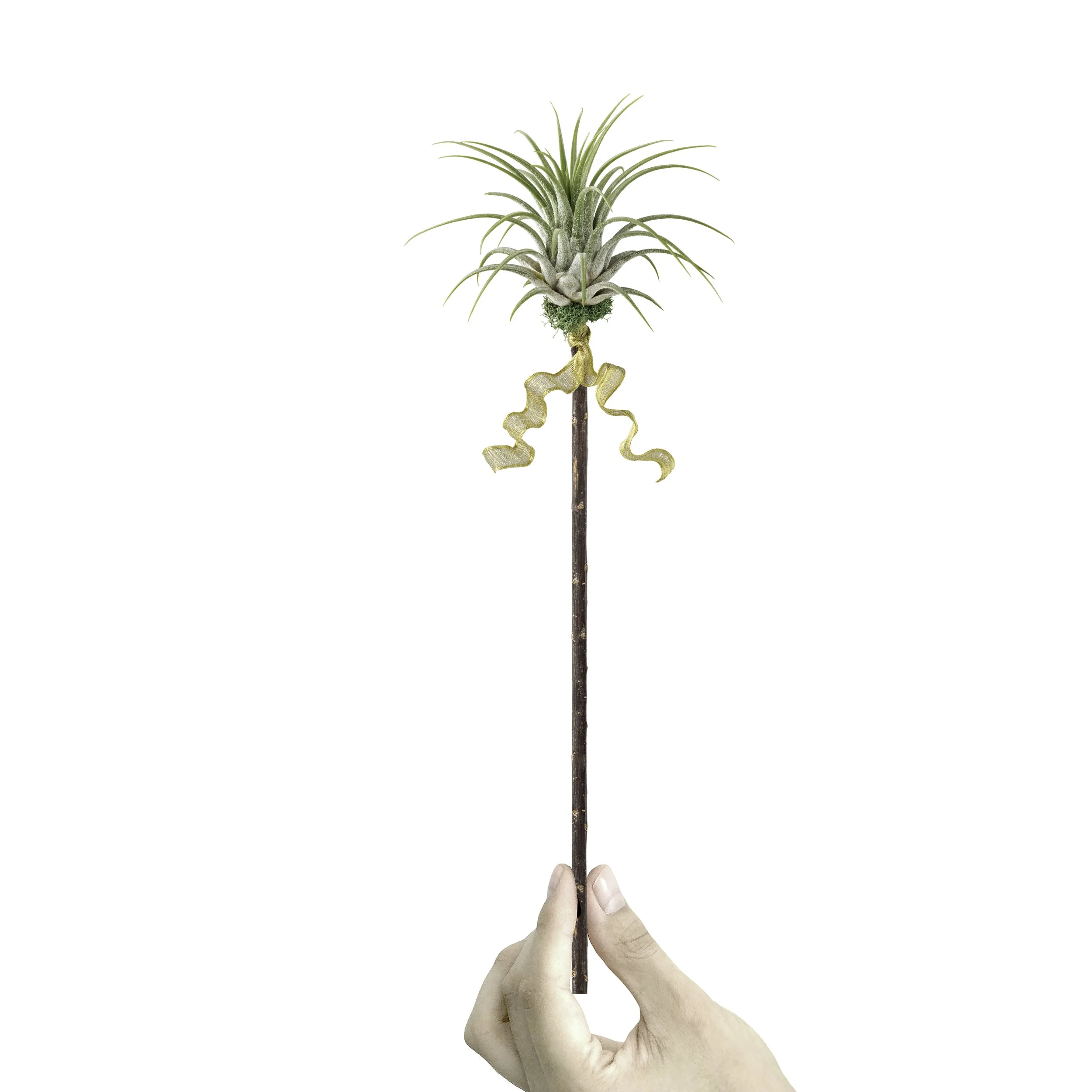 01 HAND.jpg