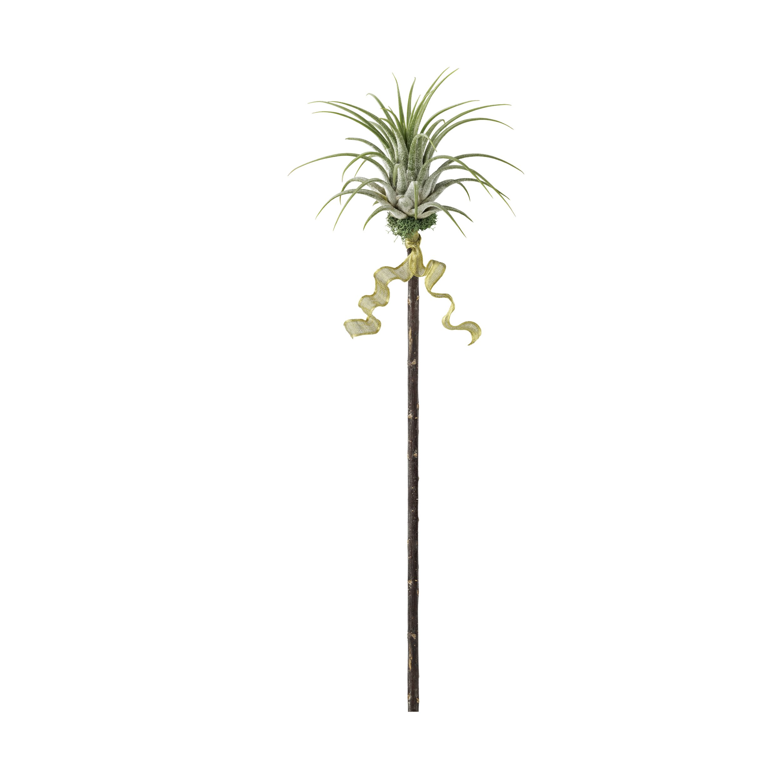 Tillandsia Ionantha No. 1