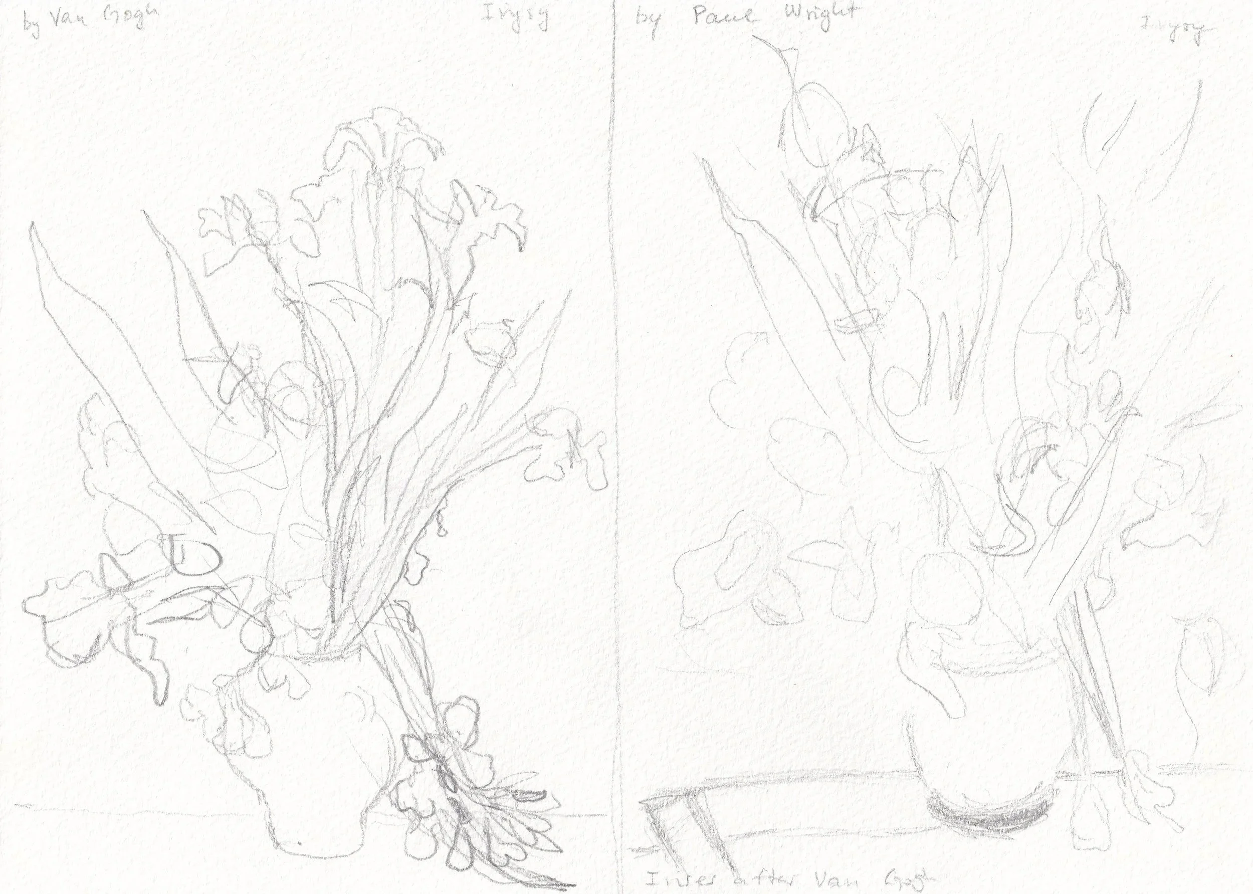 Irises after Vincent and Paul Wright / Pencil on paper, 2024