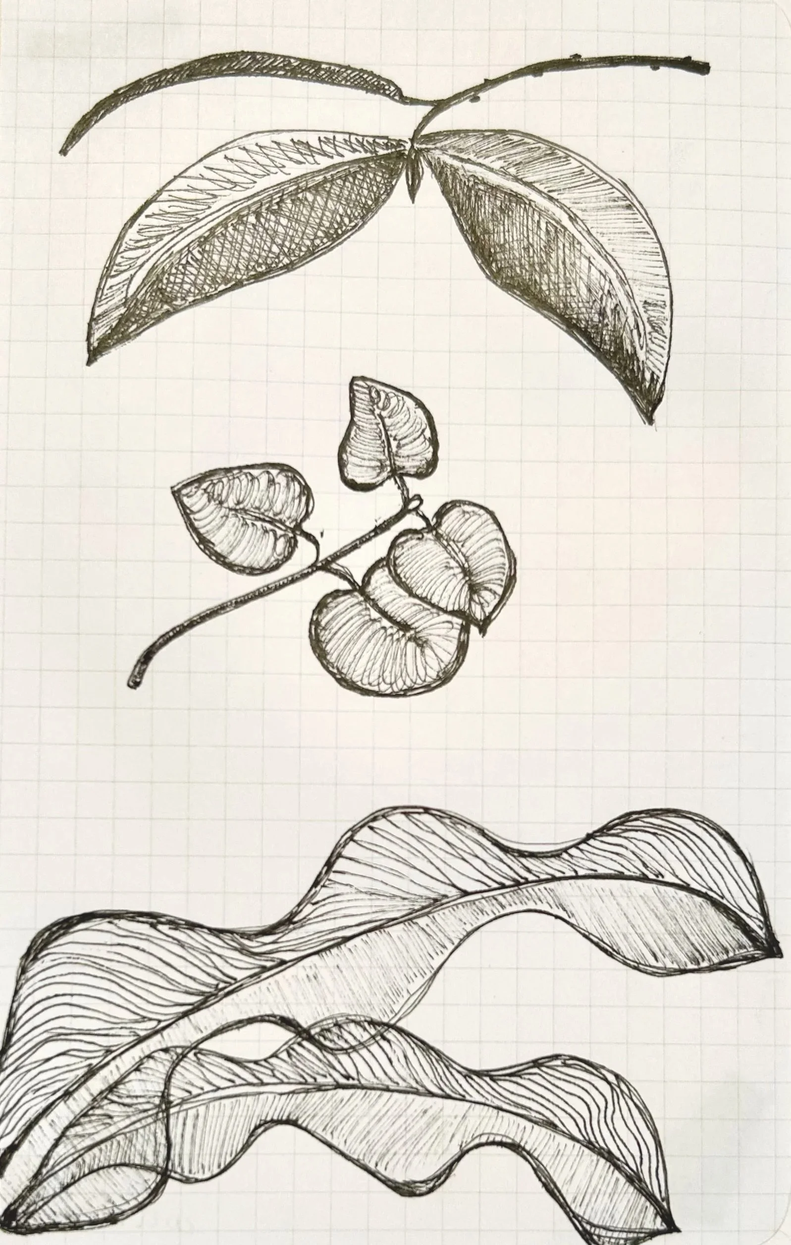 Leaves 02 / Pigment ink on paper, 2021