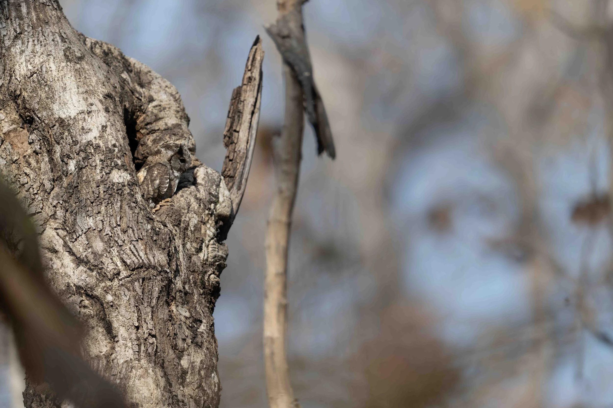Indian Scops Owl