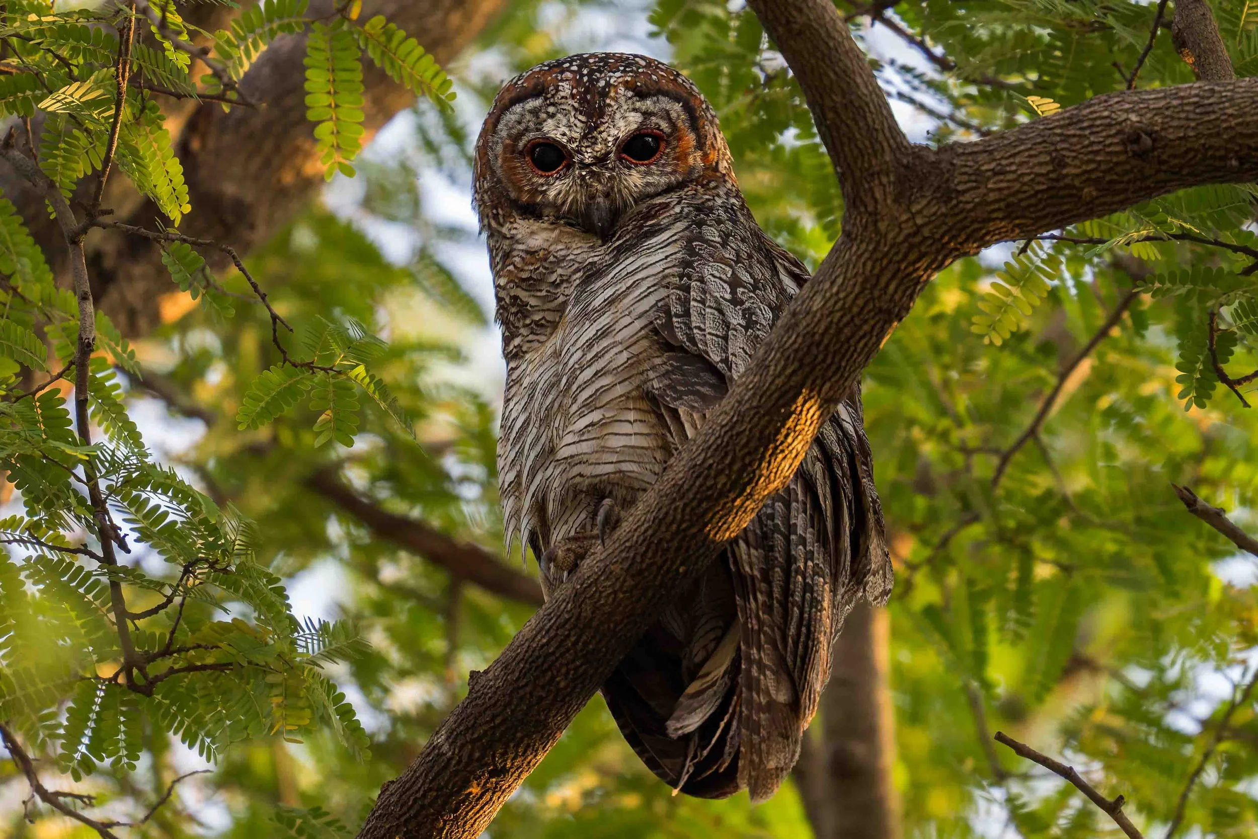 Mottled Wood Owl