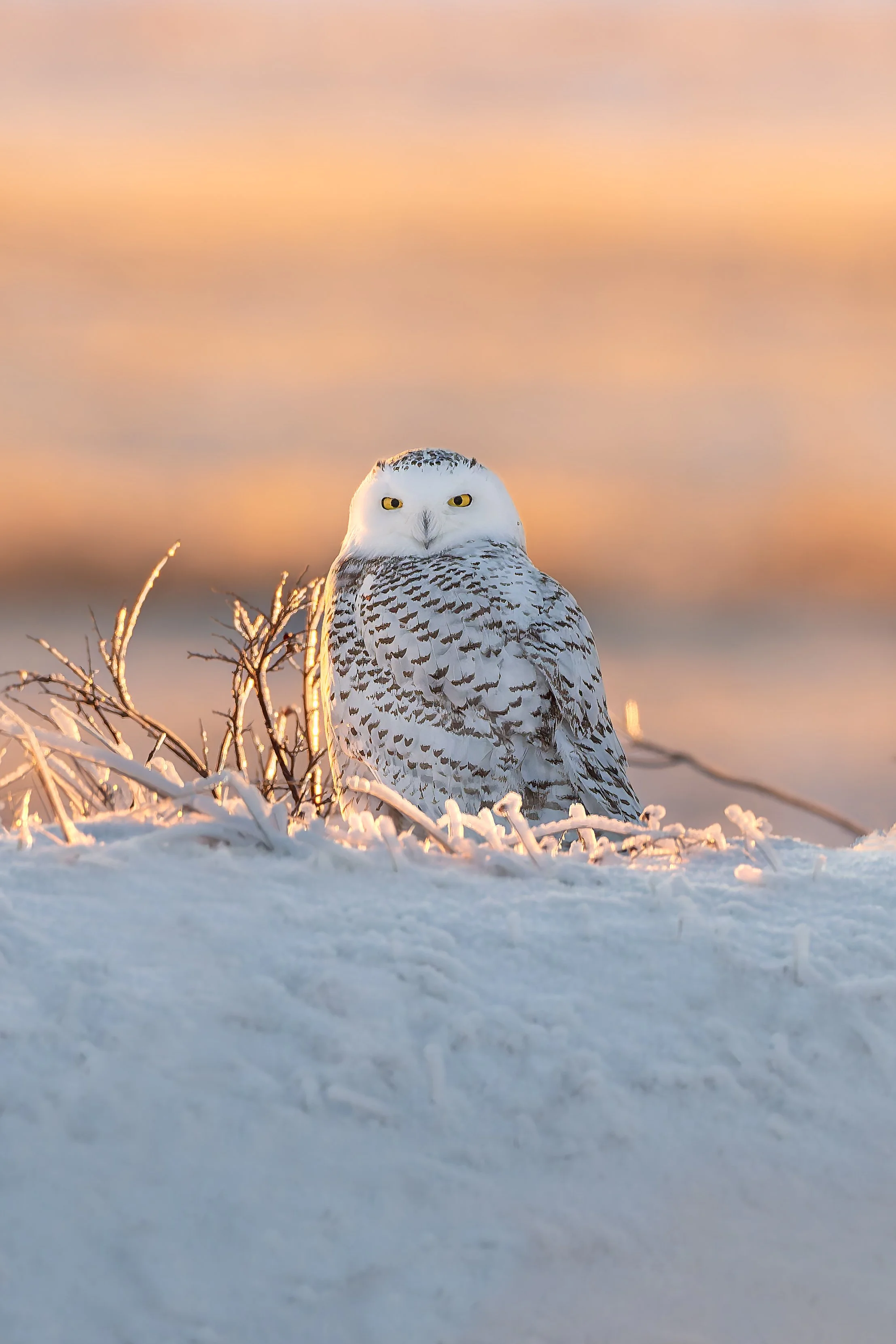 20231111-DSC107855-2-Edit copy.jpg