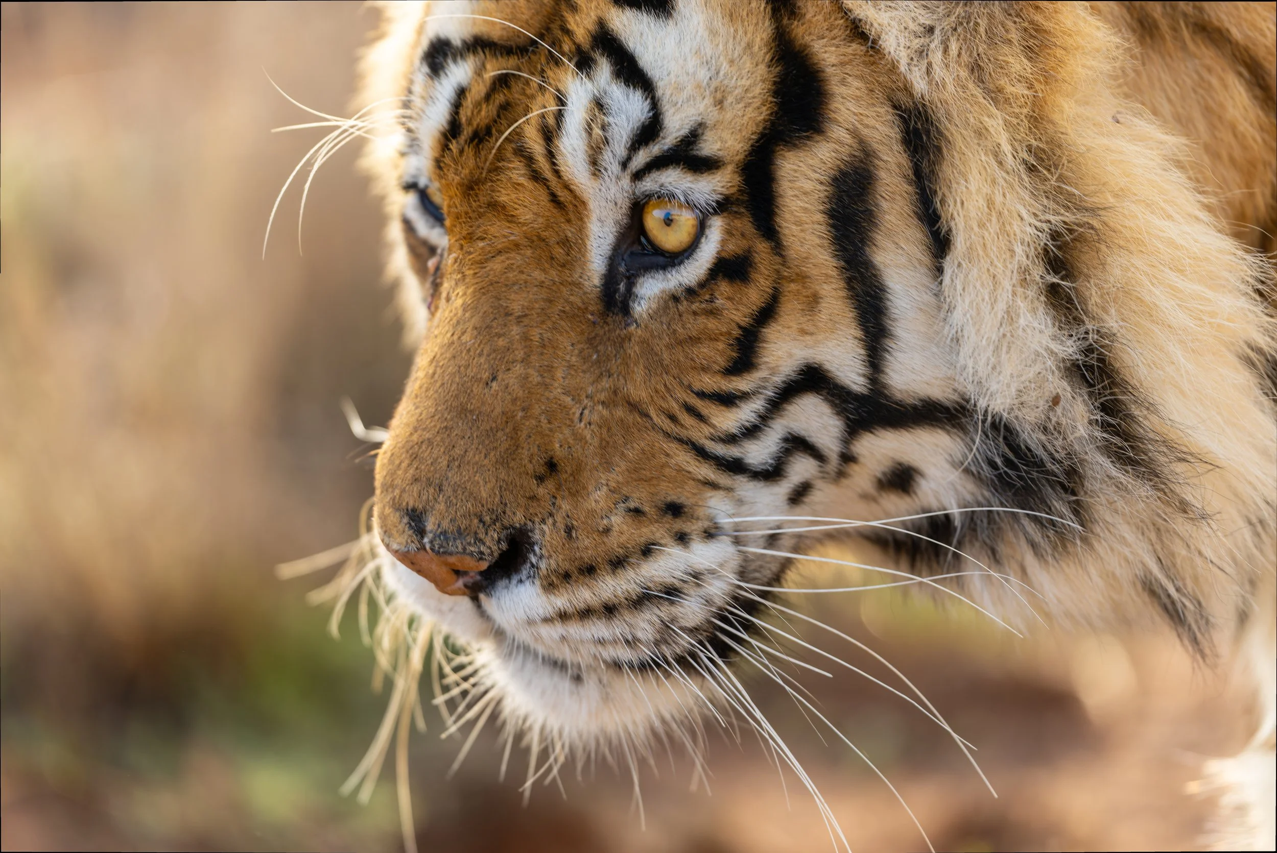 tiger very close website.jpeg