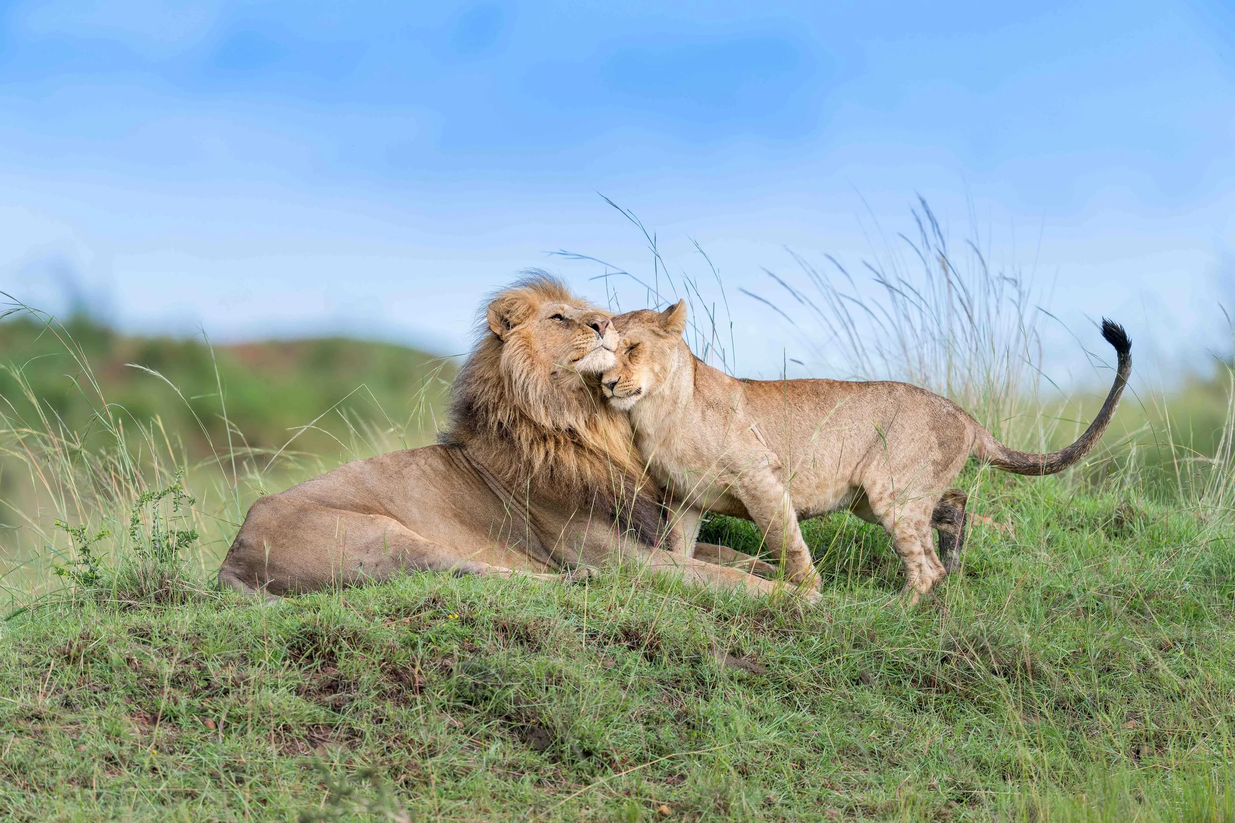 lions greet for website.jpg