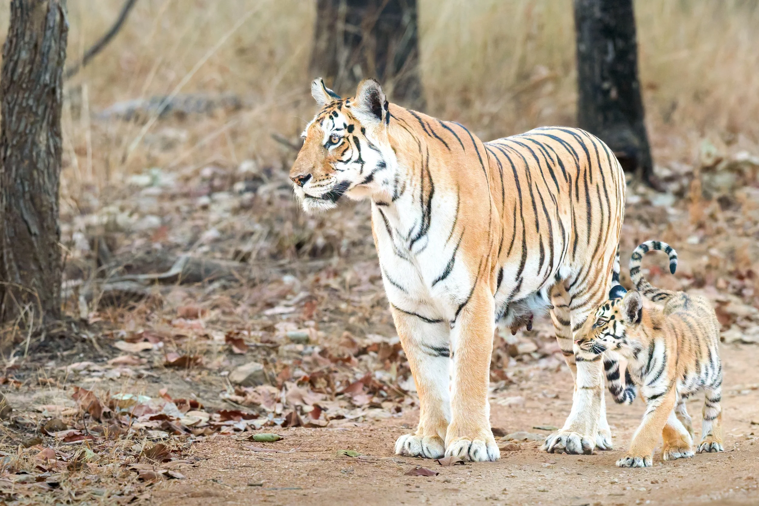 tiger and cub-2.jpg